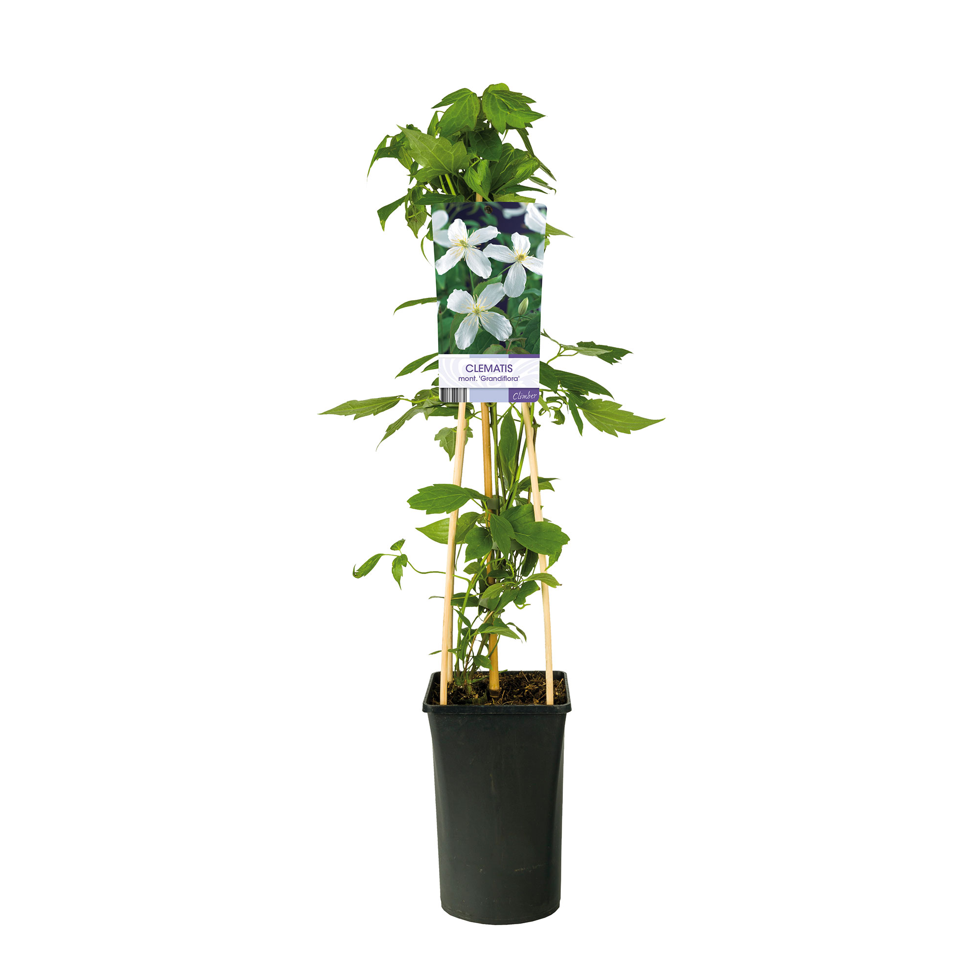 Klätterväxt Vit Bergklematis Omnia Garden Grandiflora 40-60 cm