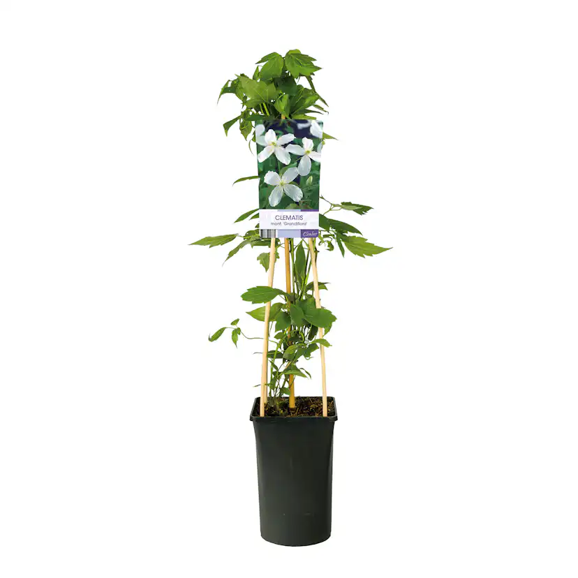 Klätterväxt Vit Bergklematis Omnia Garden Grandiflora 40-60 cm
