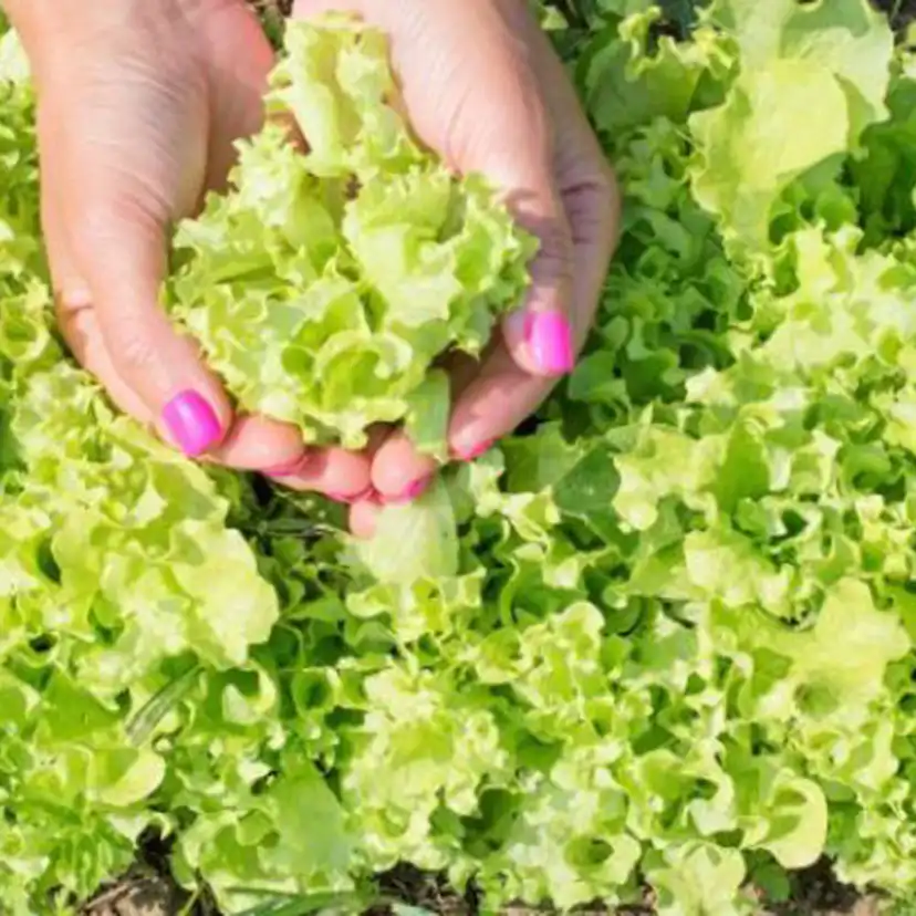 Odlingsmatta Turfquick Sallad Baby Leaf Mix