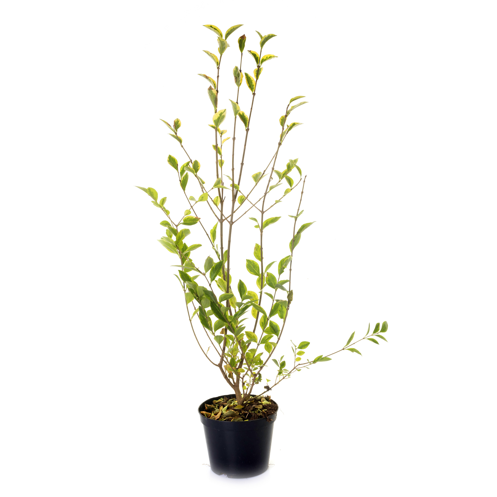 Planta Vinterliguster Atrovirens Omnia Garden Krukodlade