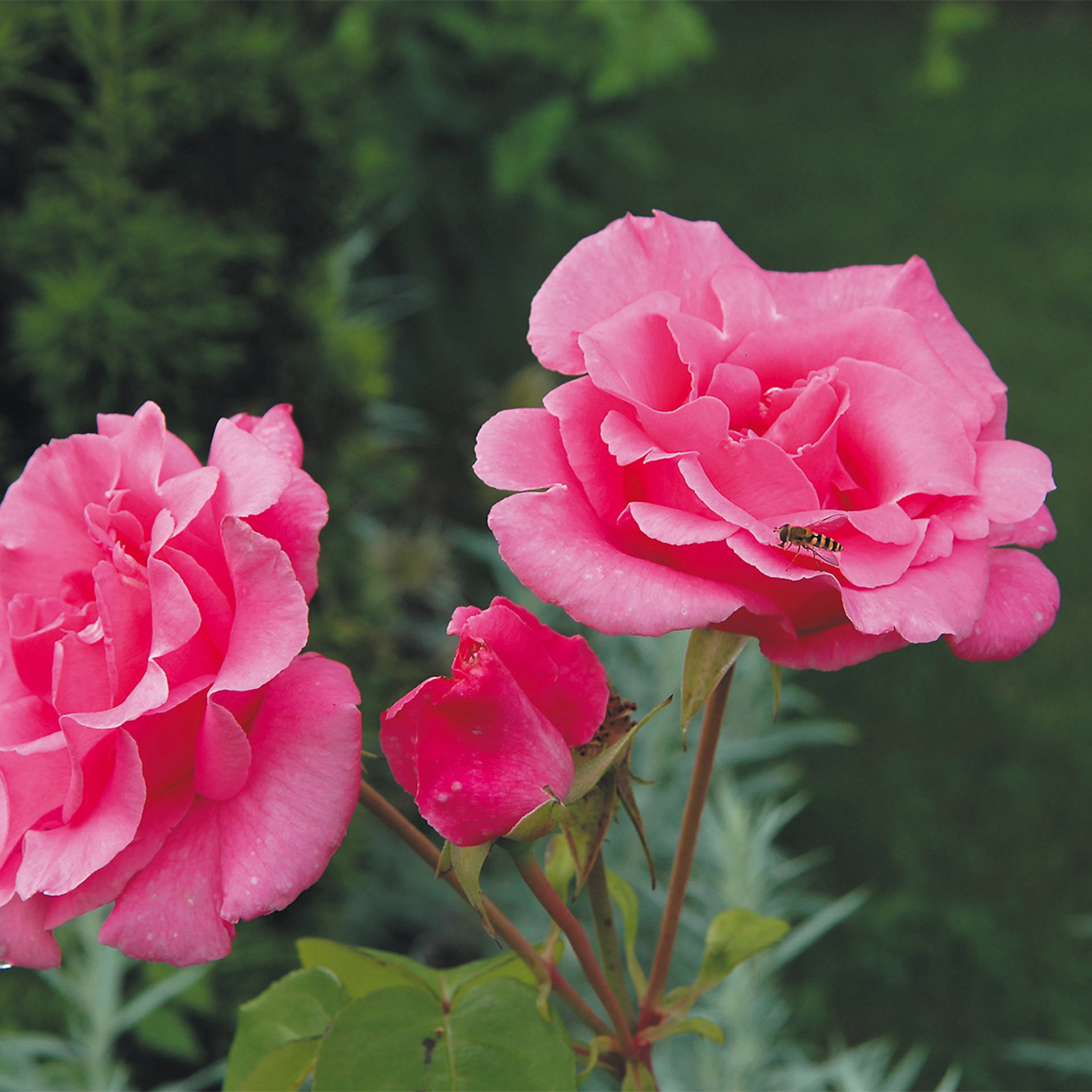 Rosa "Sofiero", 5-pack 5-pack