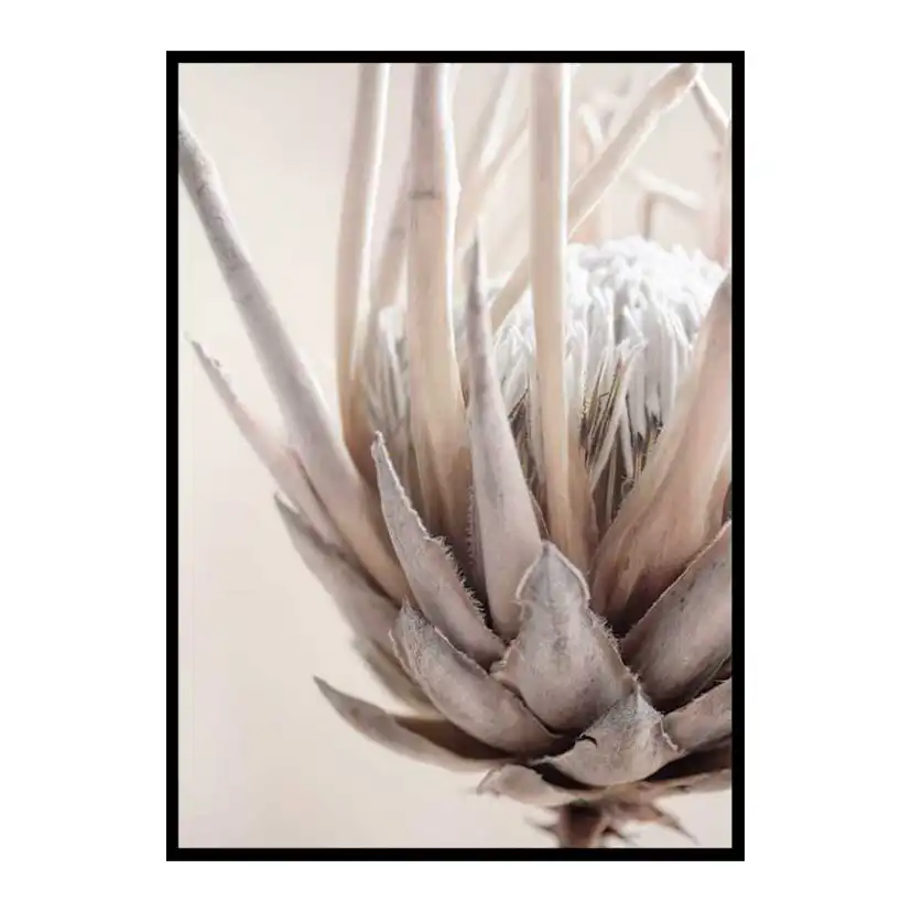 Protea Flower No2 30x40 cm
