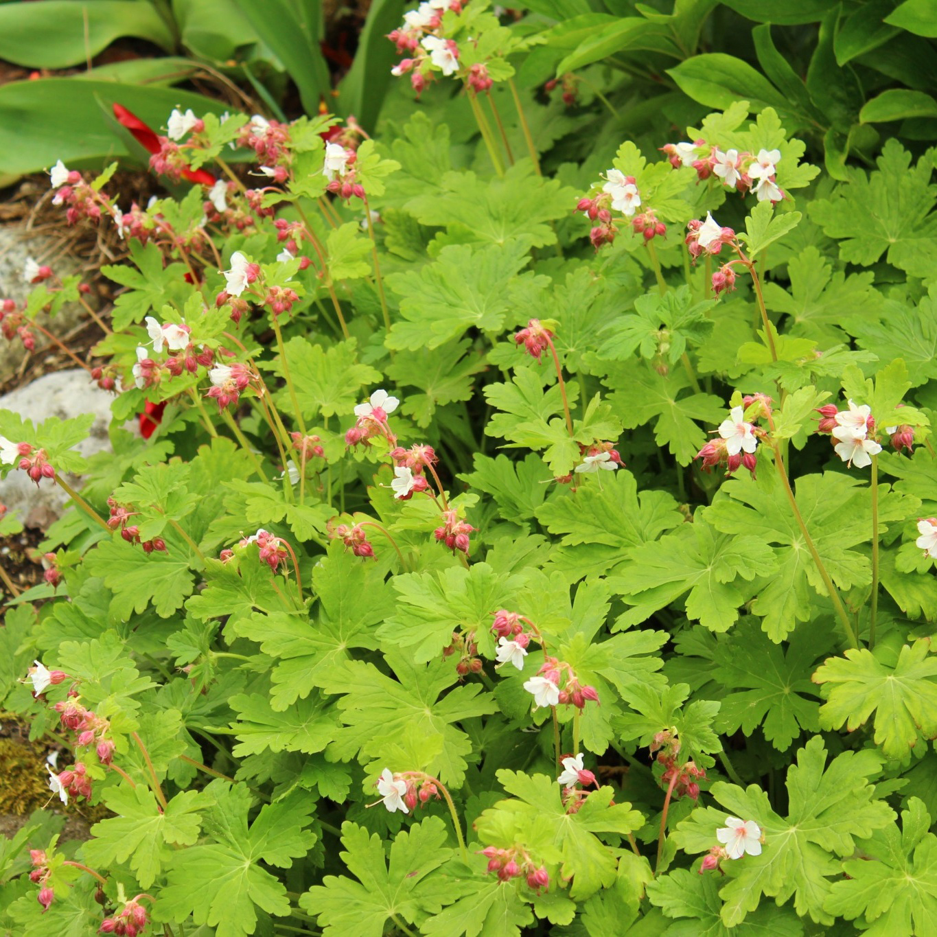 Perenn Omnia Garden Flocknäva Geranium Macrorrhizum Spessart