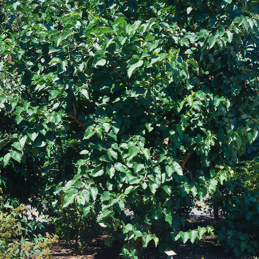 Träd Svart Mullbär Omnia Garden 40-60 cm
