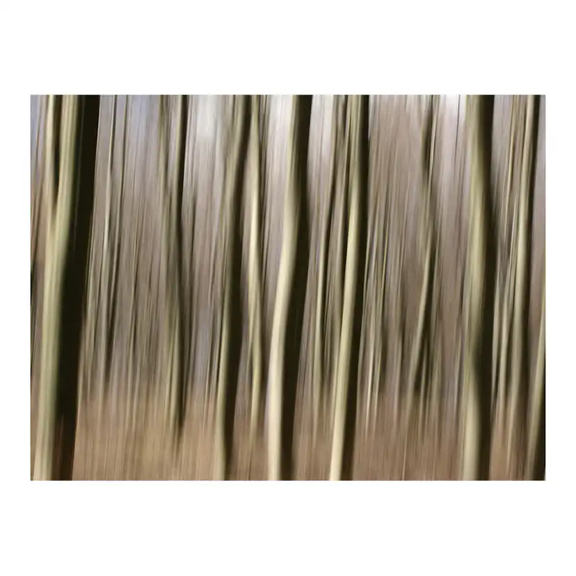 Fototapet Arkiio Forest