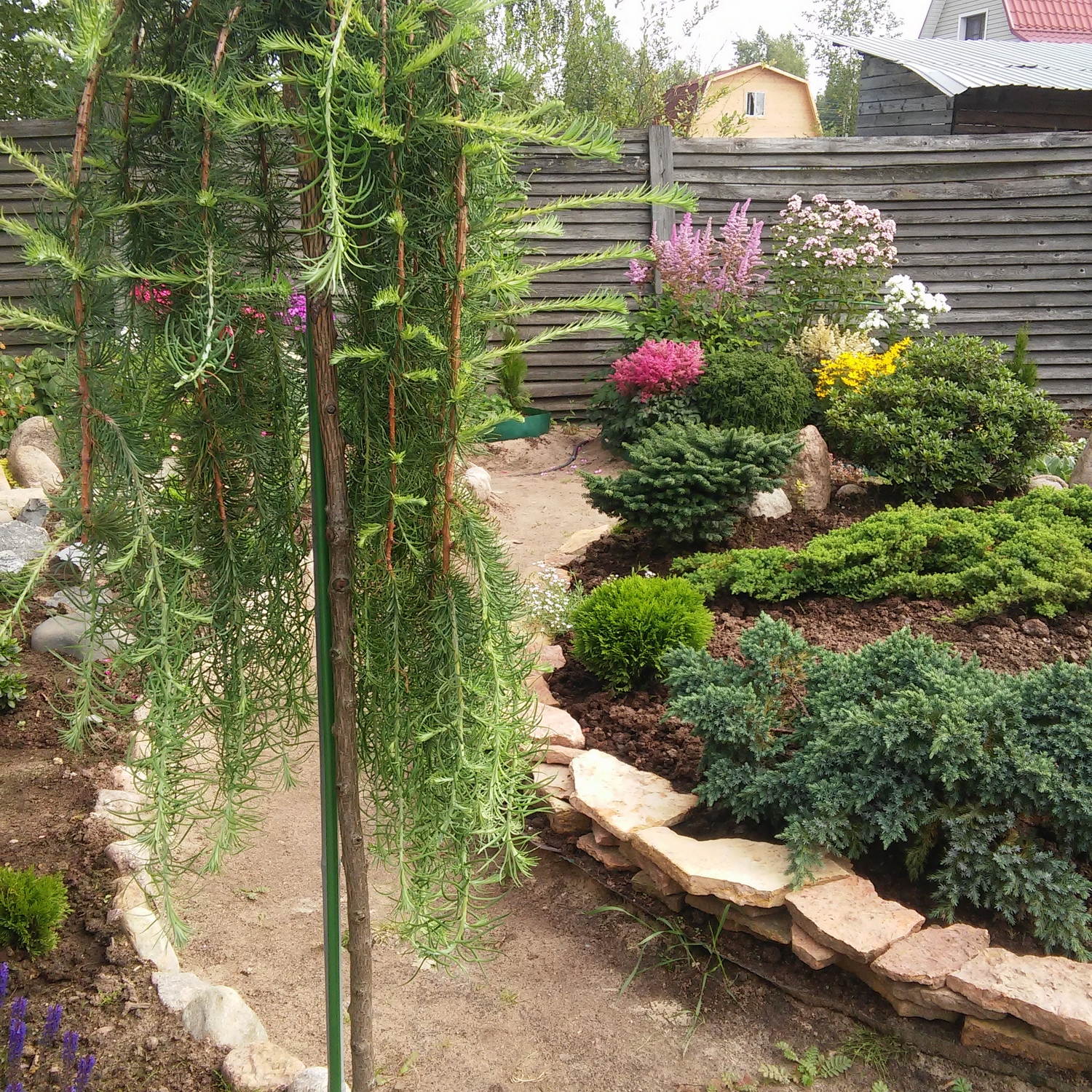 Prydnadsträd Omnia Garden Japansk Lärk Stiff Weeper Prydnadsträd, Höjd 1,5-2 m