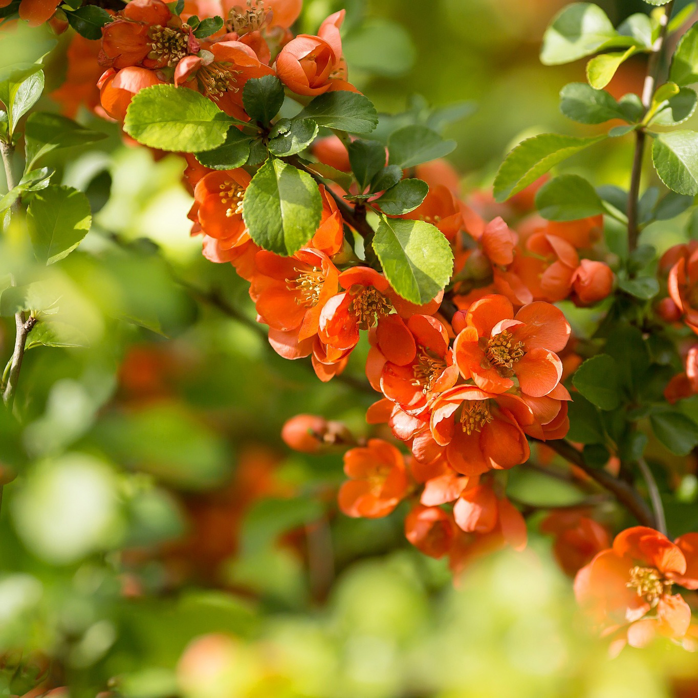Fruktträd Omnia Garden Liten Rosenkvitten Balsgård Rondo 'Rondo'