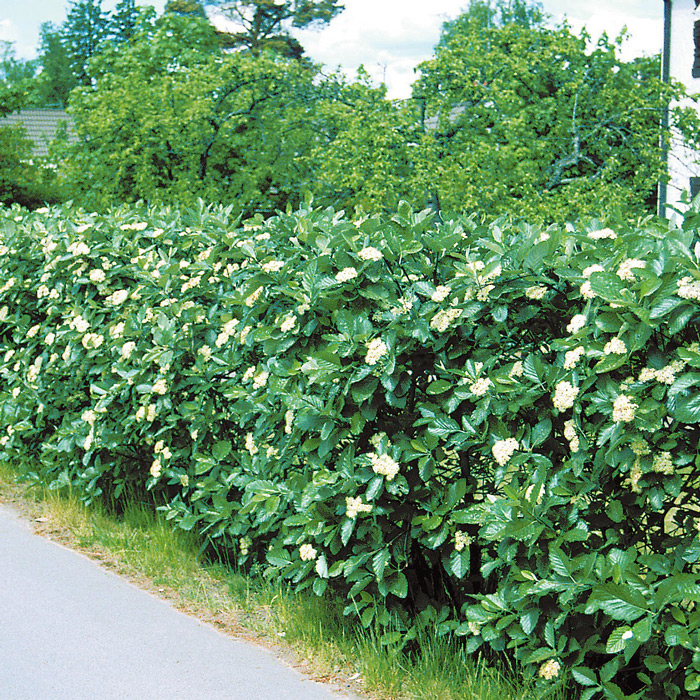 Häck Omnia Garden Oxelhäck 30-50 cm