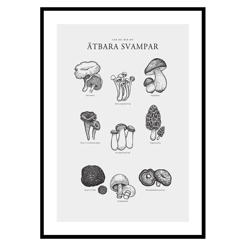 Poster Gallerix Ätbara Svampar