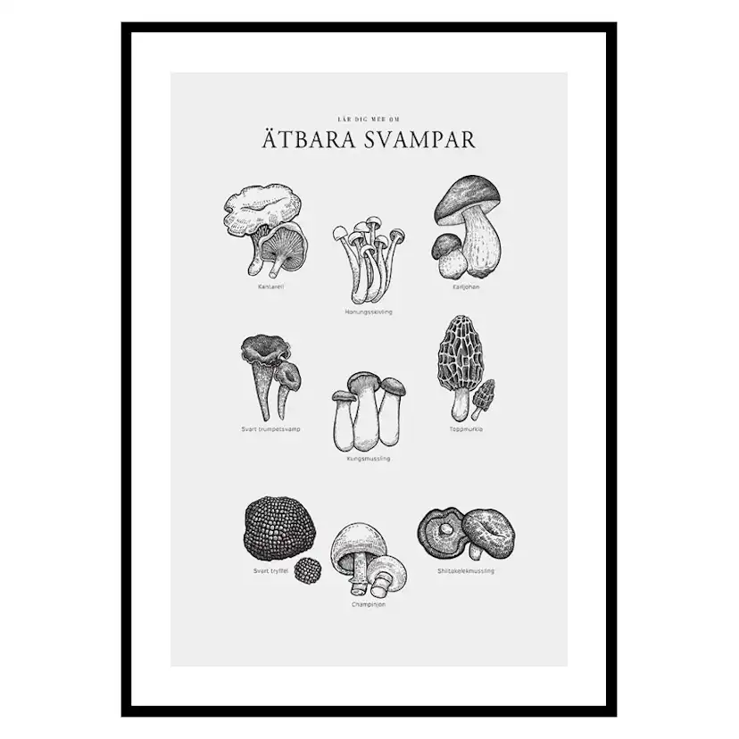 Poster Gallerix Ätbara Svampar