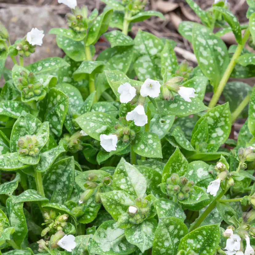 Perenn Omnia Garden Fläckig Lungört Sissinghurst White