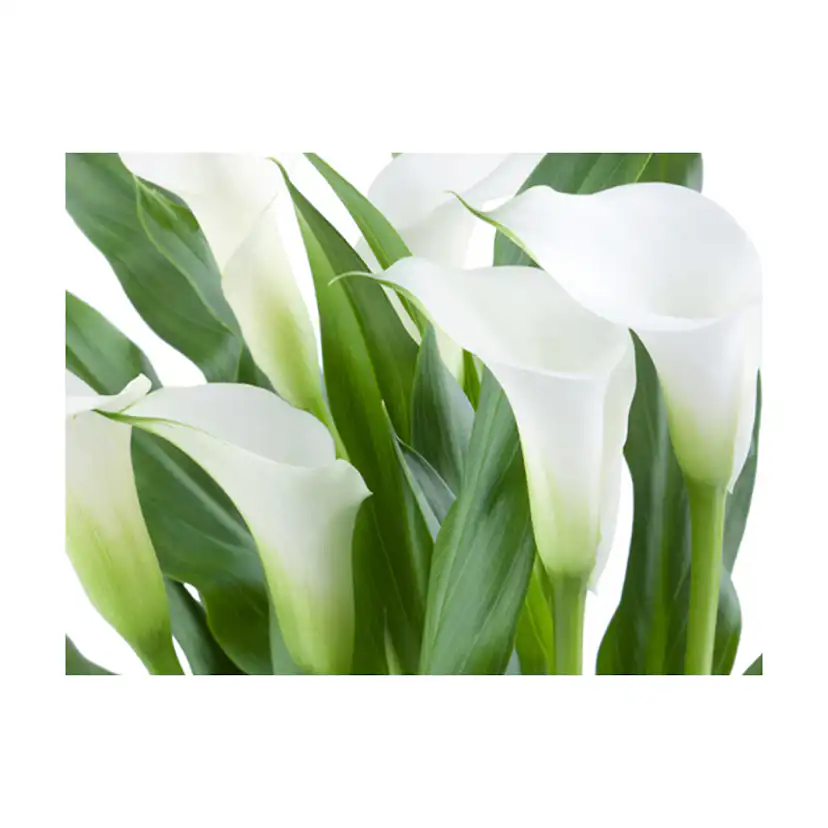 blombukett - callas 300x231 Storlek: 300x231 cm