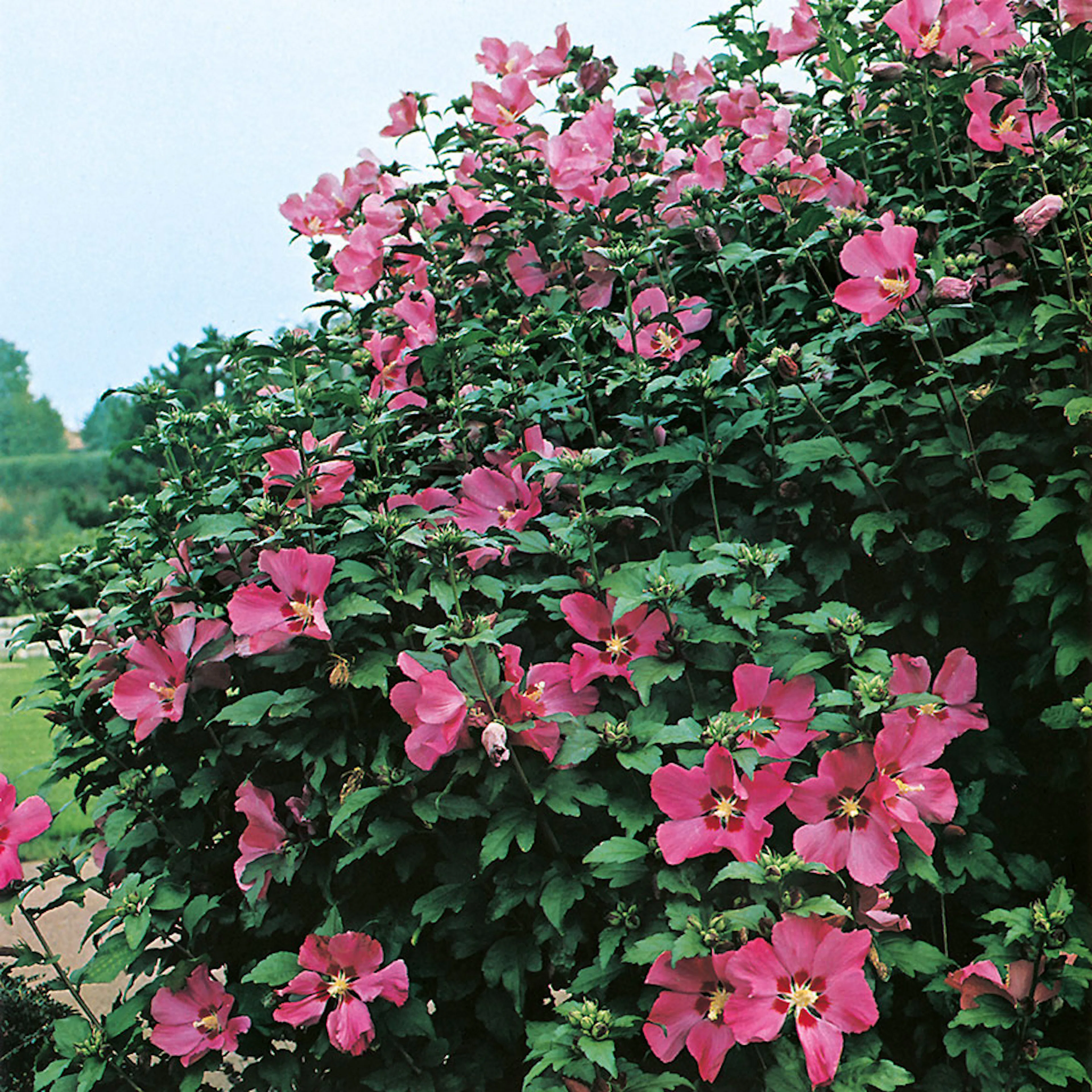 Prydnadsbuske Frilandshibiskus Omnia Garden Woodbridge