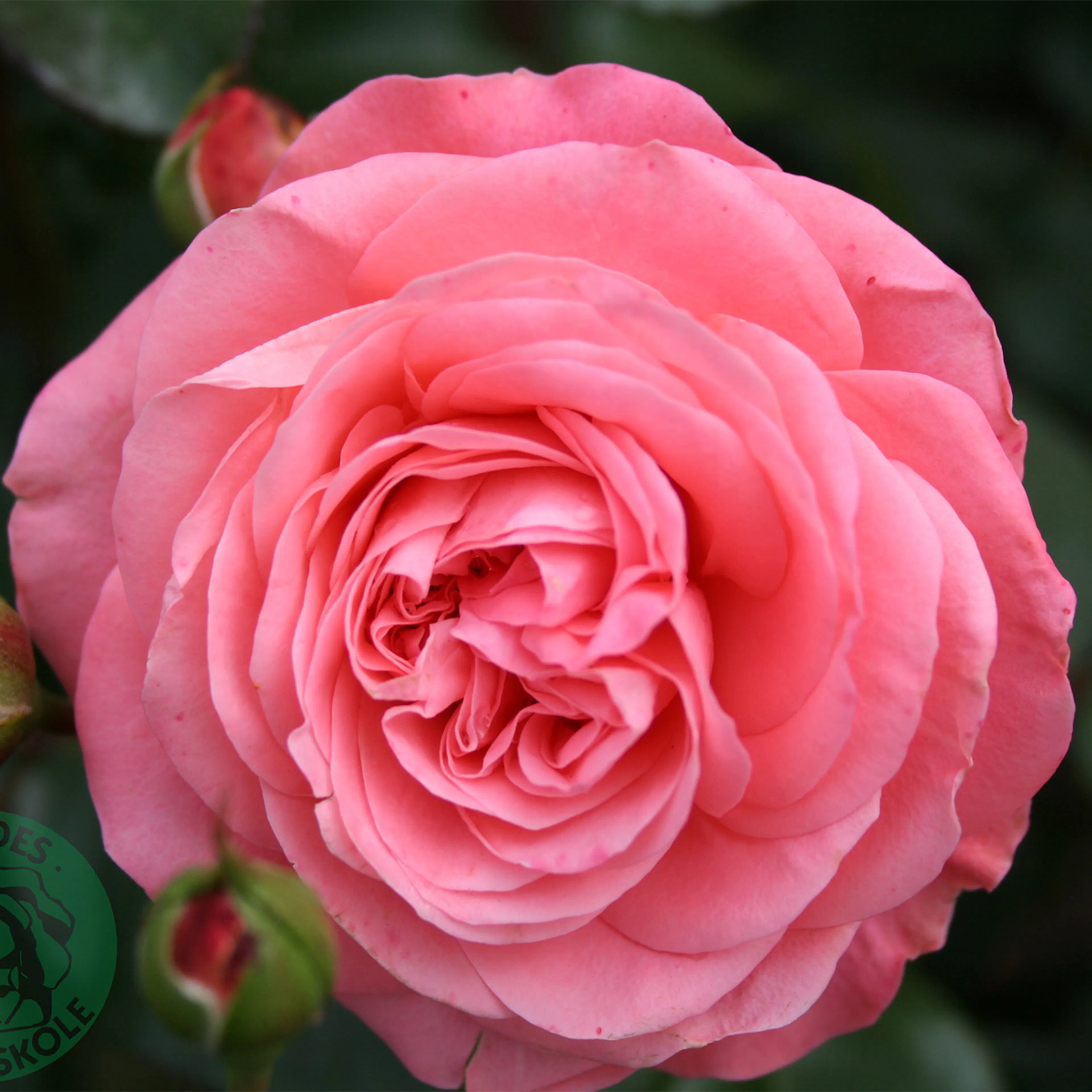 Rosa "Schackenborg", 5-pack 5-pack