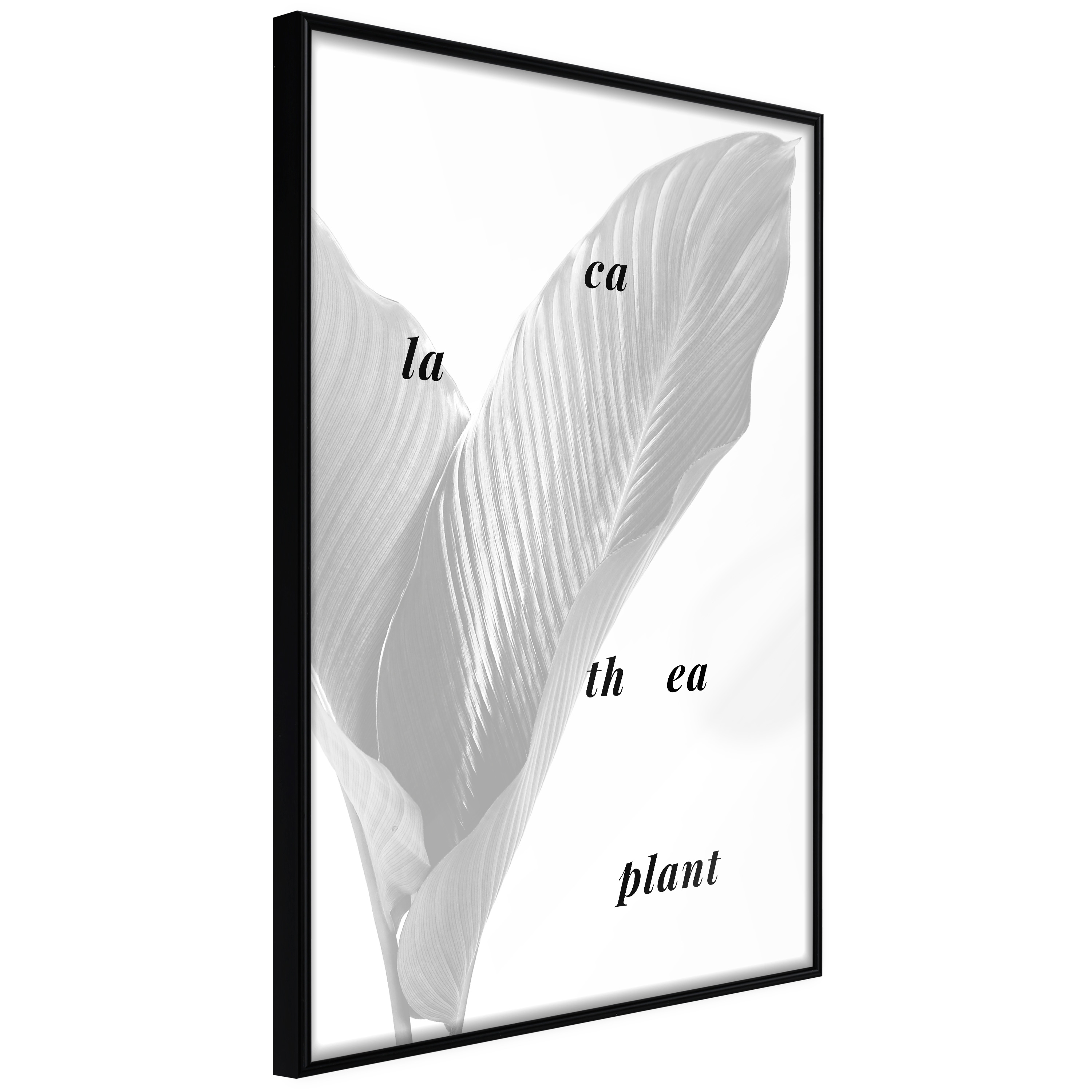 Affisch - Calathea Plant [Poster] 30x45 Svart ram, 30x45 cm