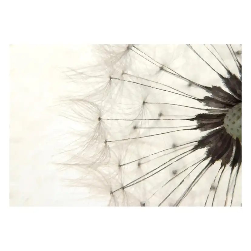 Fototapet Arkiio White Dandelion