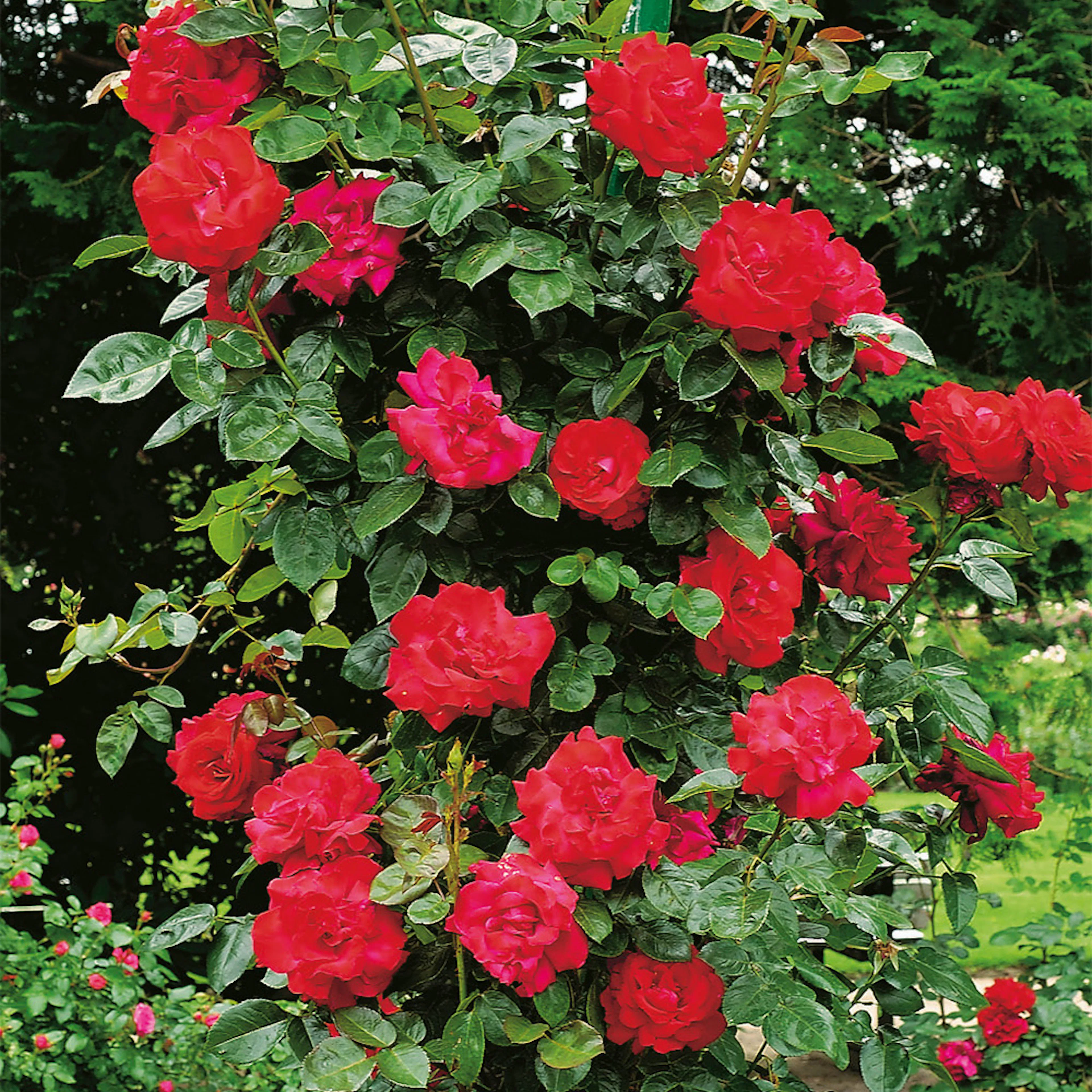 Rosa "Santana ", 5-pack 5-pack