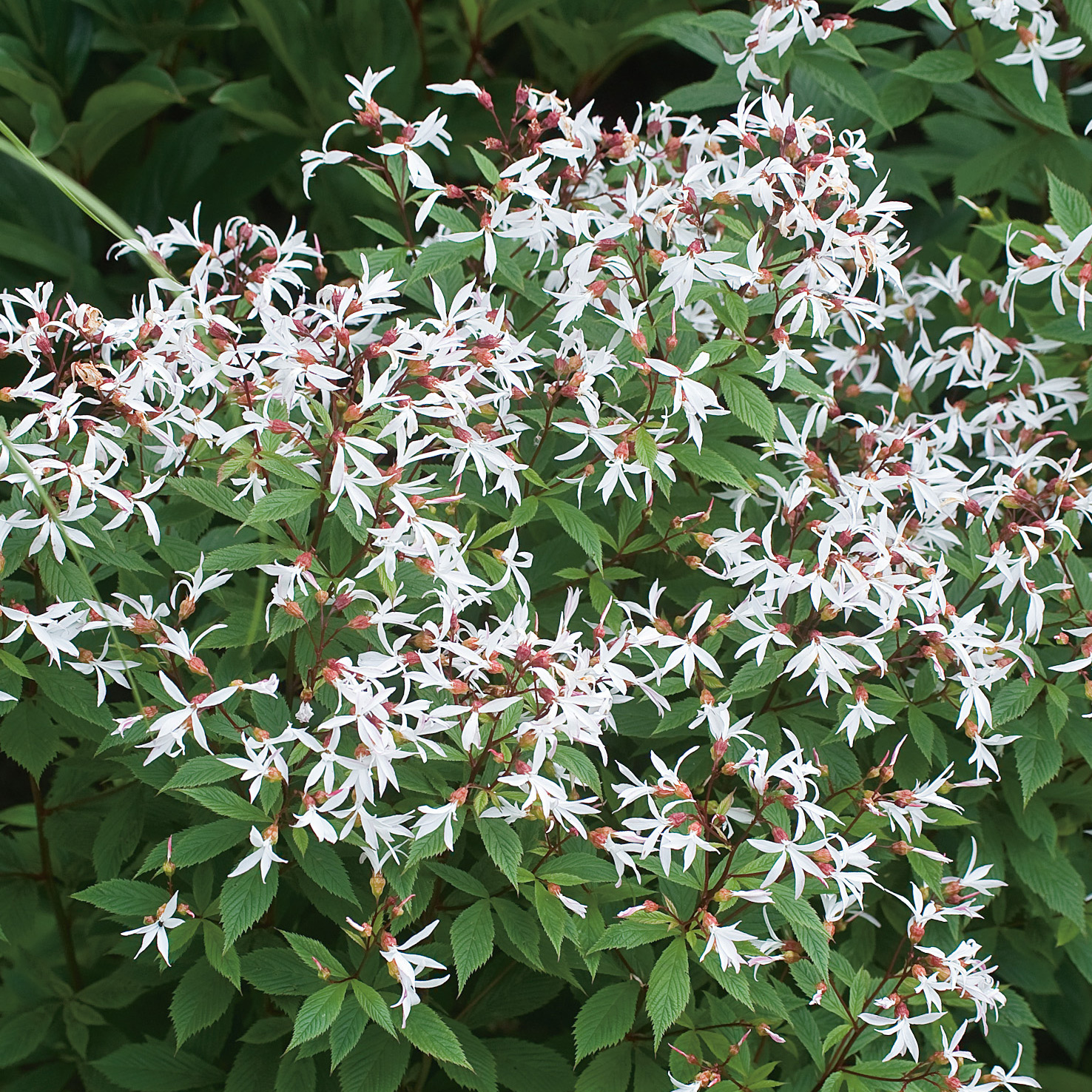 Planta Gillenia Omnia Garden Trebladspira