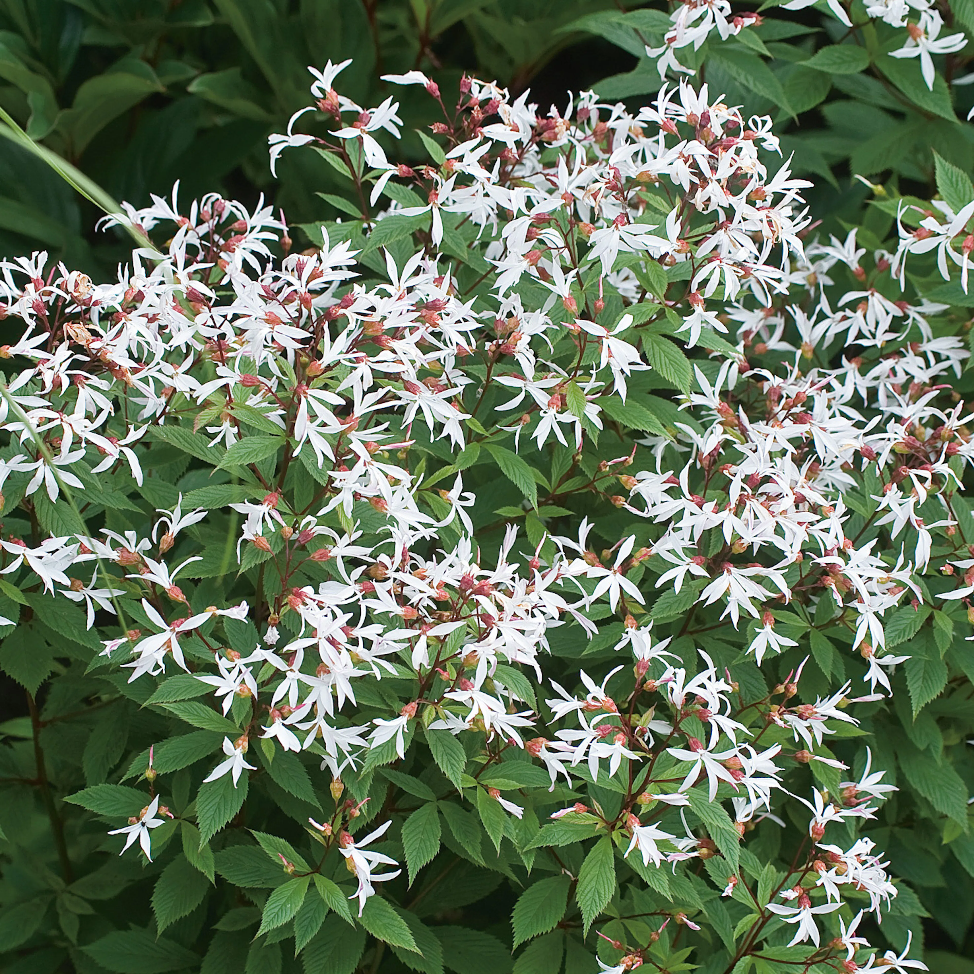 Planta Gillenia Omnia Garden Trebladspira