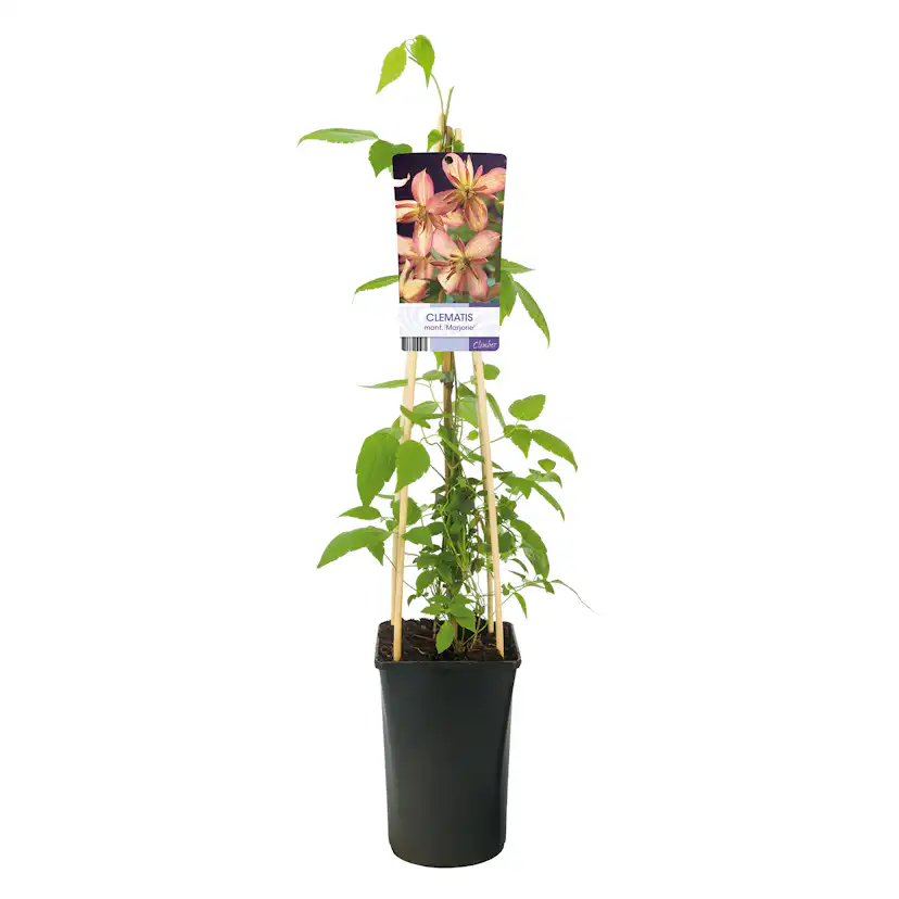 Klätterväxt Atragene Klematis Omnia Garden Marjorie 40-60 cm