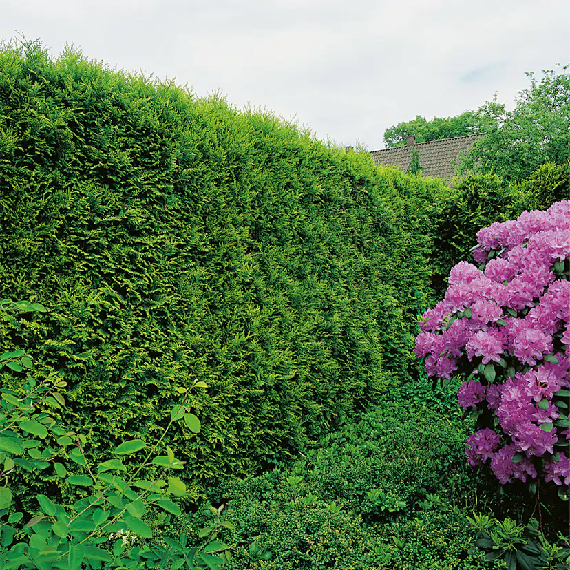Planta Ädeltuja Omnia Garden Smaragd 80-100 cm