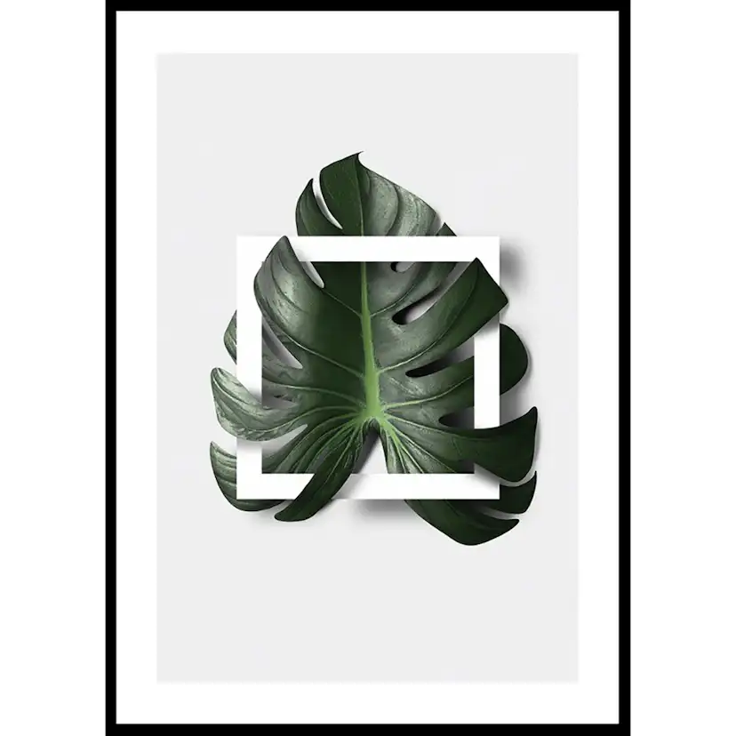 Poster Gallerix Monstera Boxed