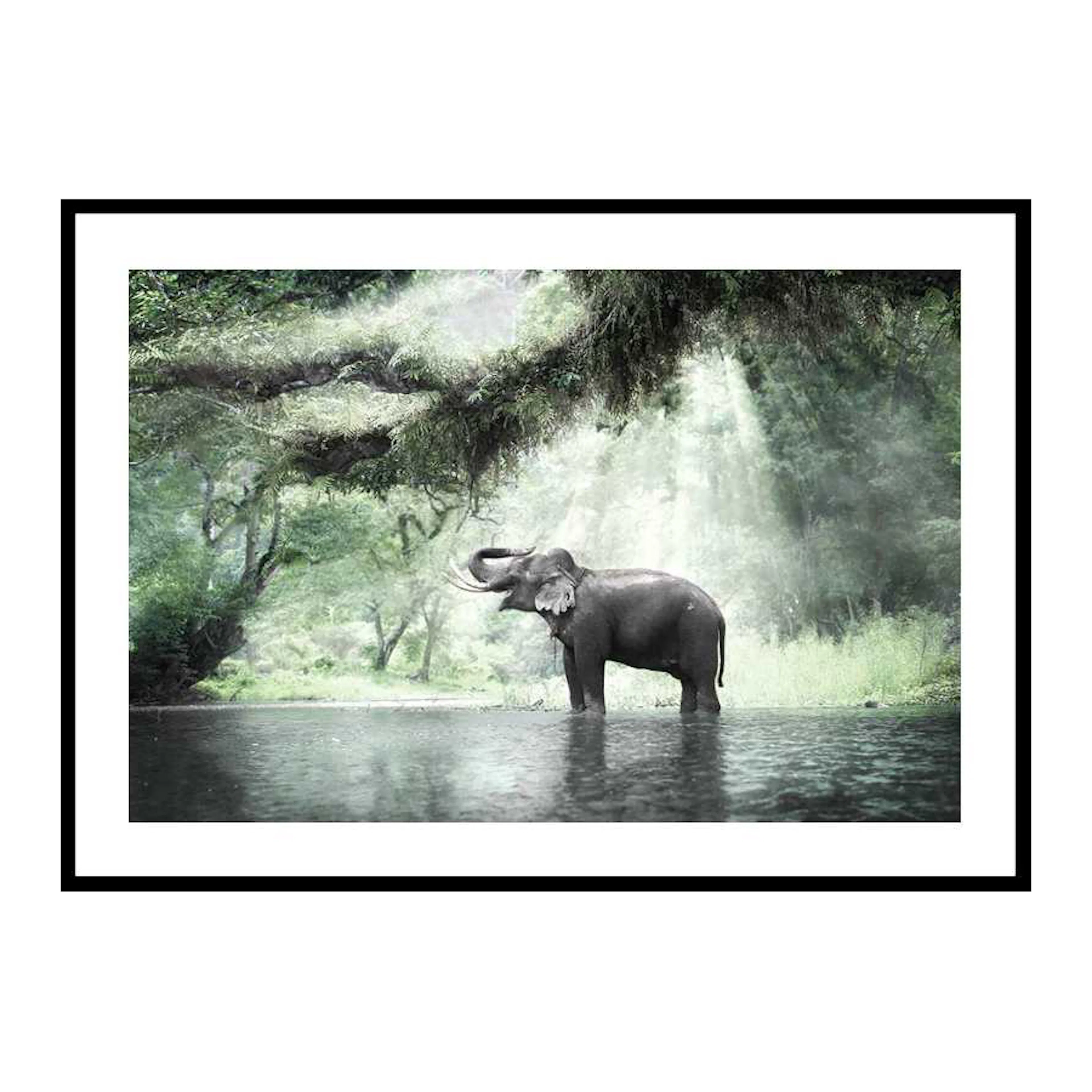 Elephant In Sunlight 50x70 cm