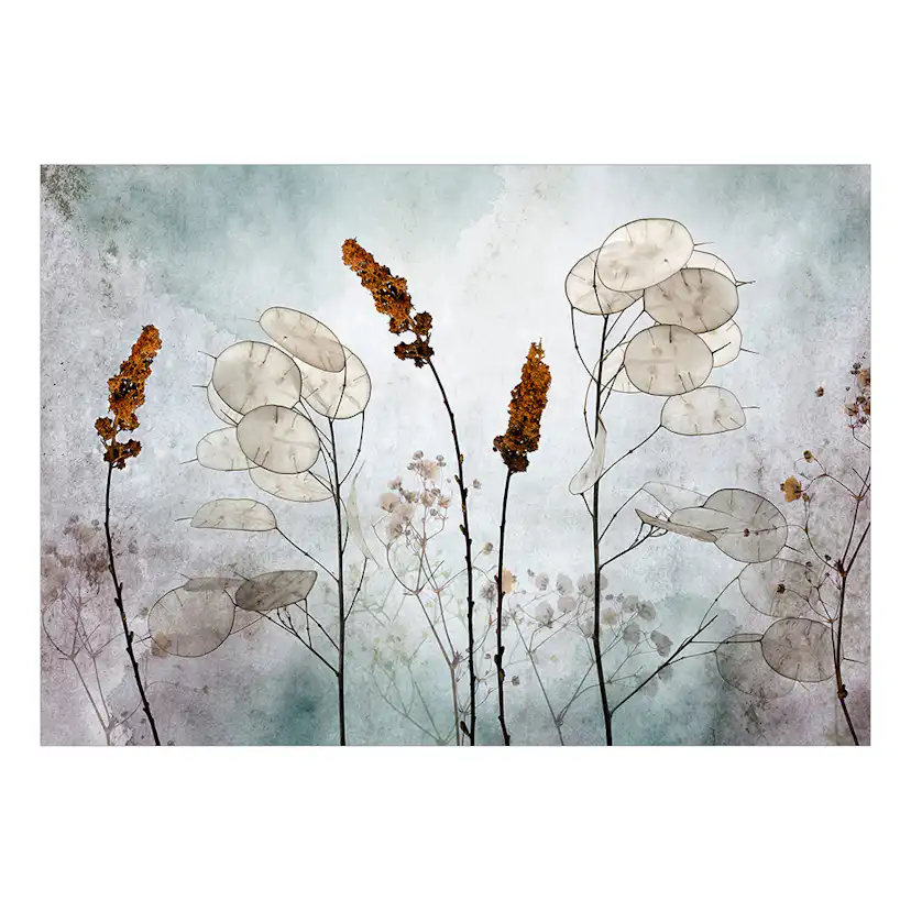 Fototapet Arkiio Lunaria in the Meadow Självhäftande