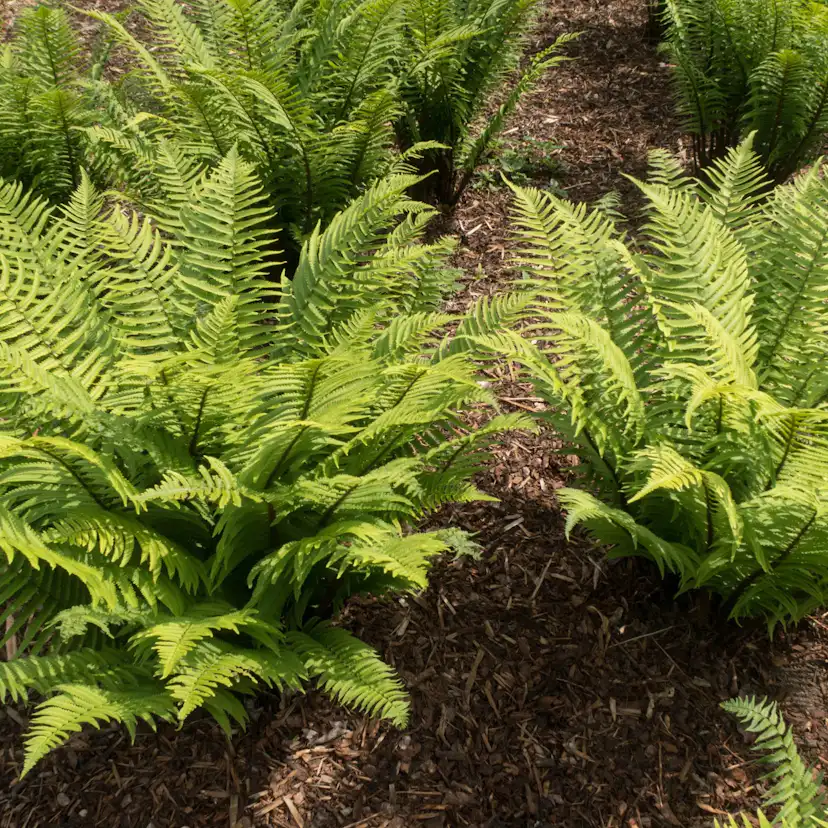Perenn Omnia Garden Lurvbräken Dryopteris Cycadina 2L