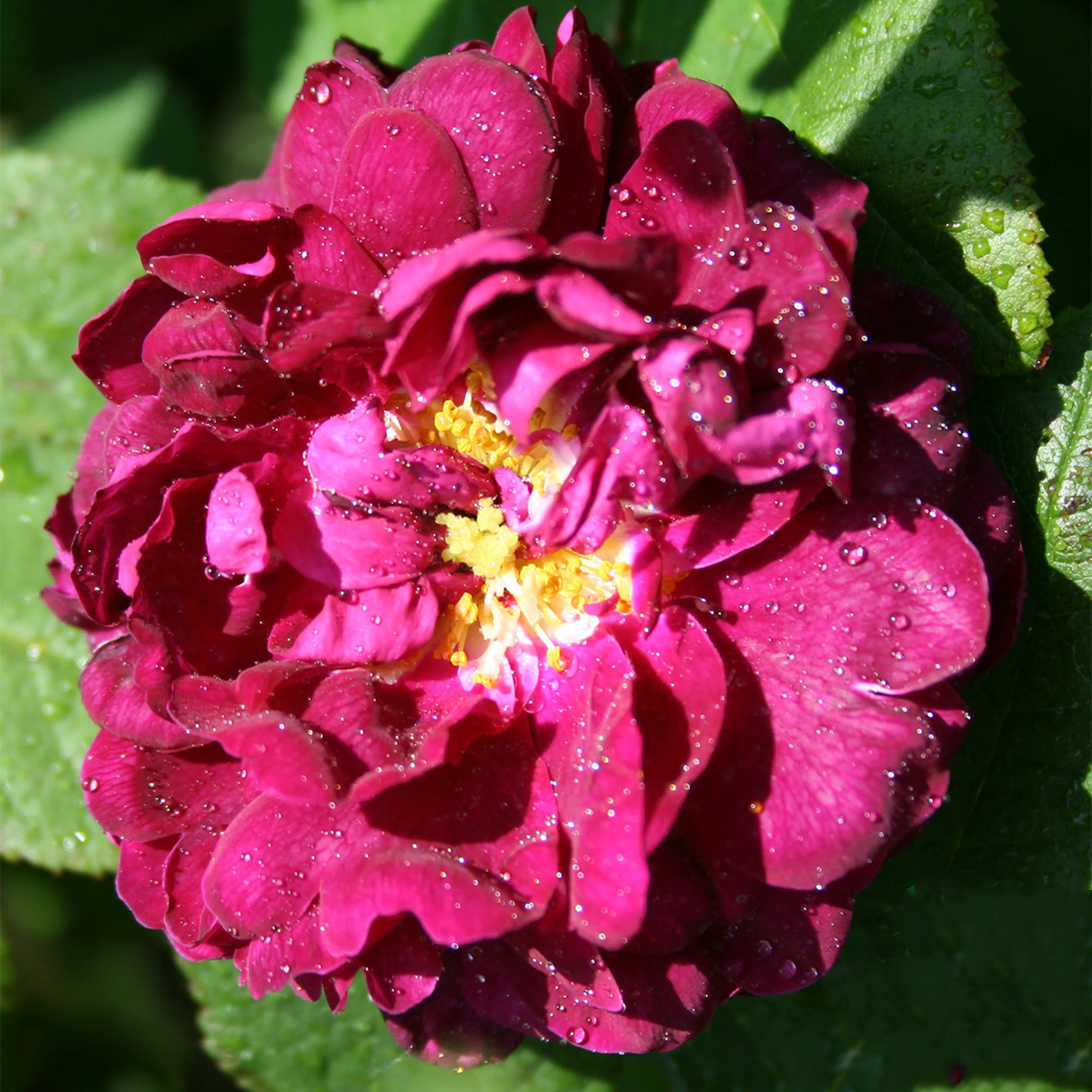Rosa "Tuscany superb", 1-pack 1-pack