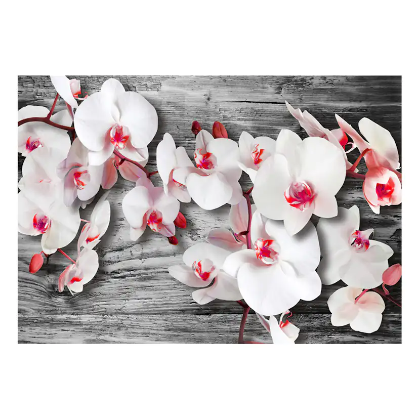 Fototapet Arkiio Callous Orchids