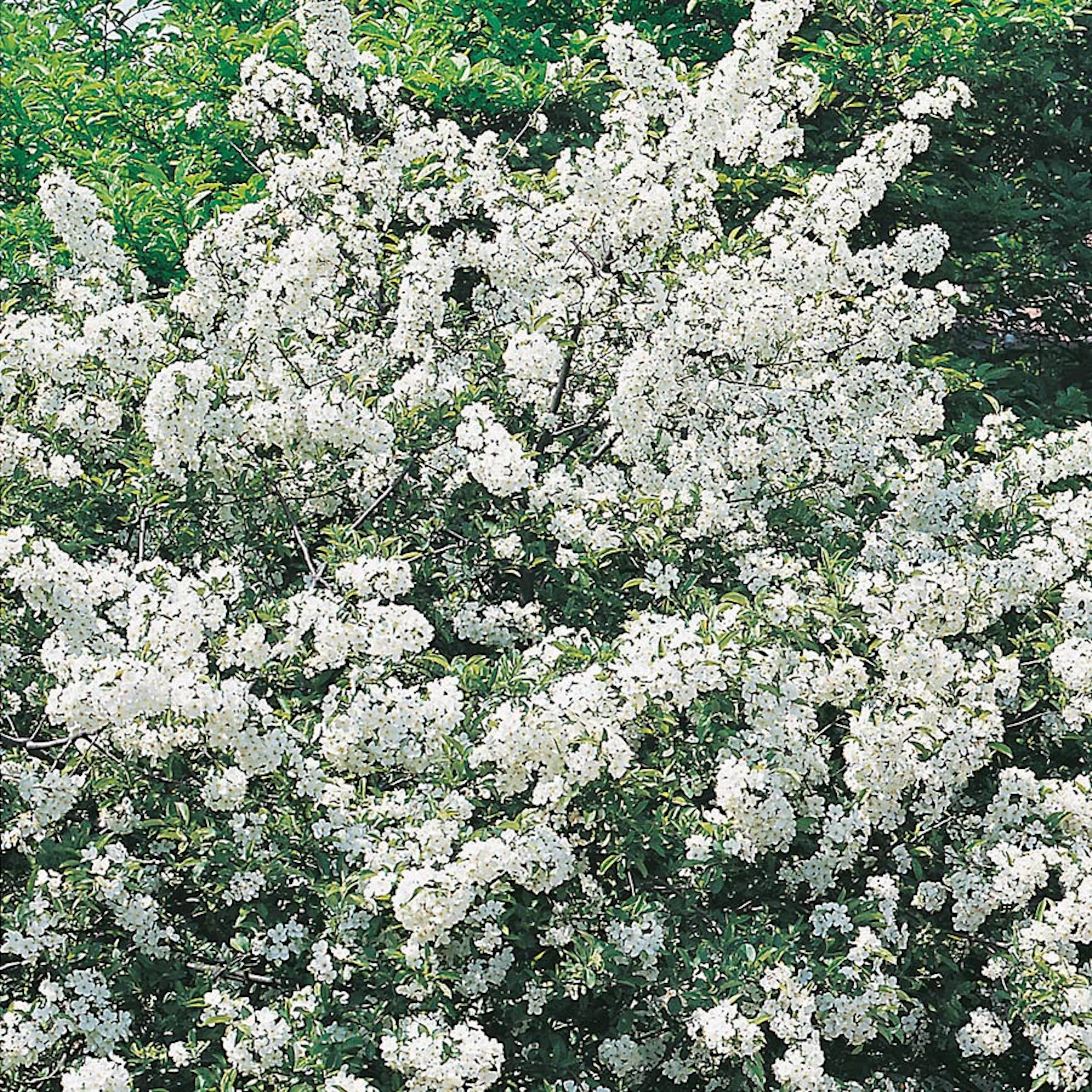 Prydnadsbuske Omnia Garden Bukettapel