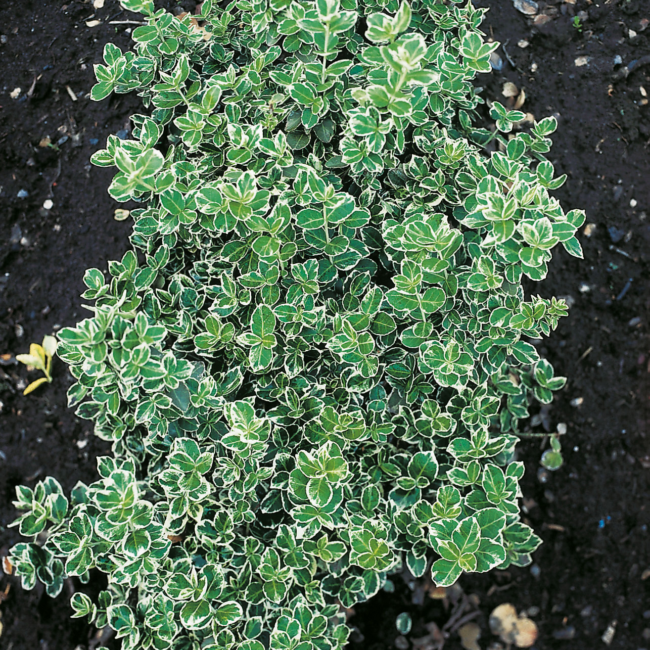 Marktäckare Omnia Garden Klätterbenved Euonymus fort. Emerald Gaiety