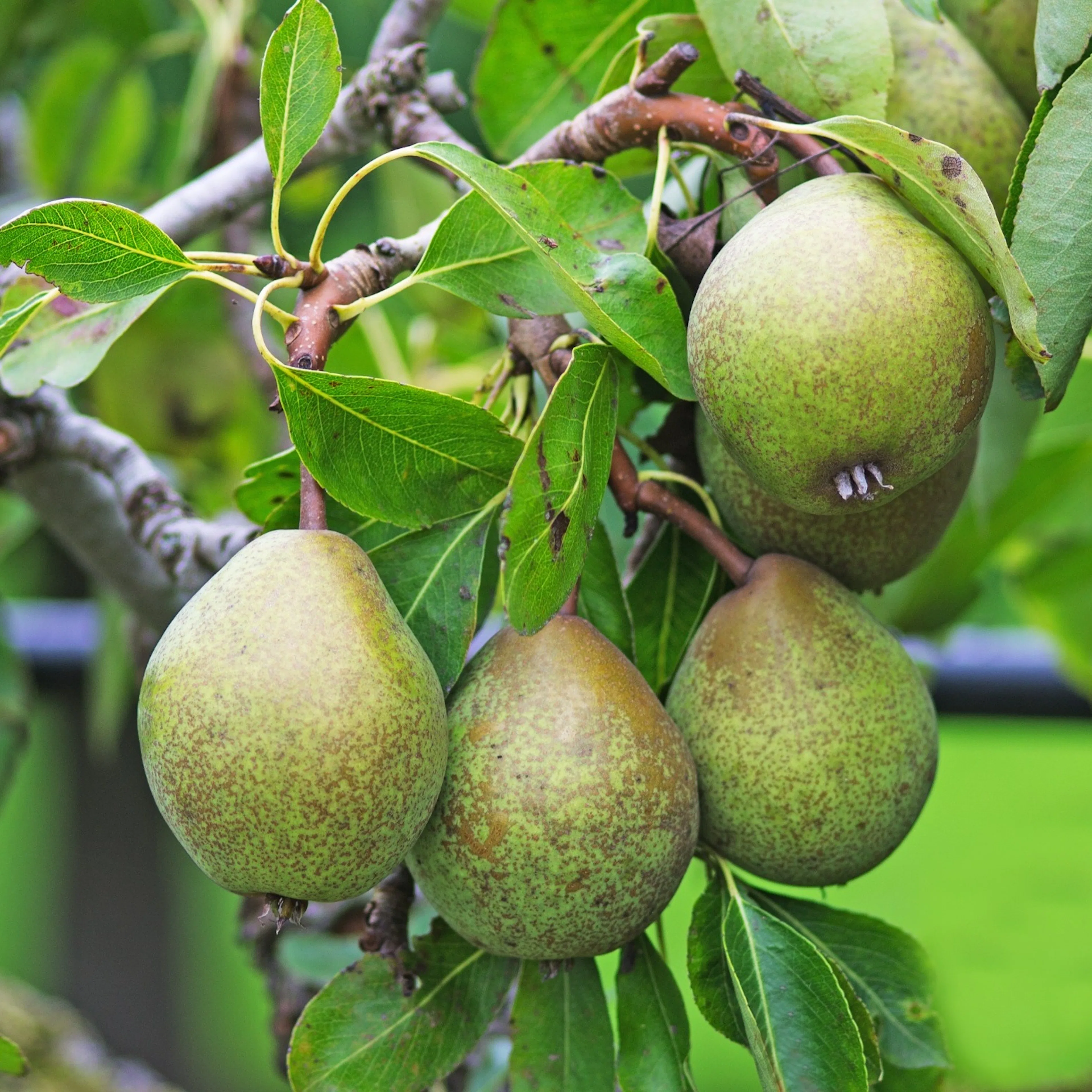 Pyrus communis 'Gråpäron' Utan uppbindningskit
