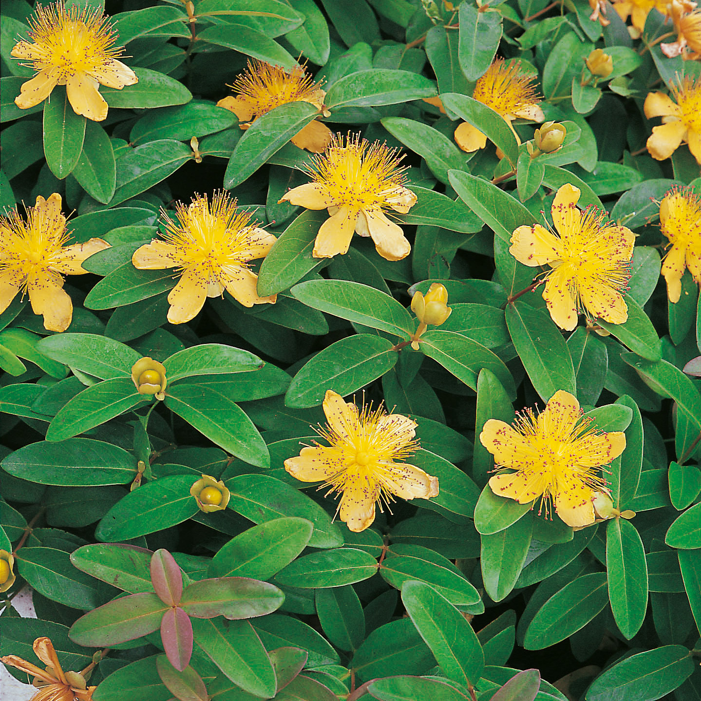 Planta Omnia Garden Prakthypericum