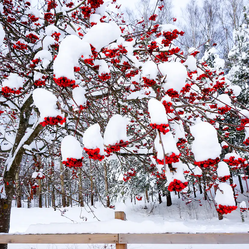 Prydnadsträd Omnia Garden Rönn
