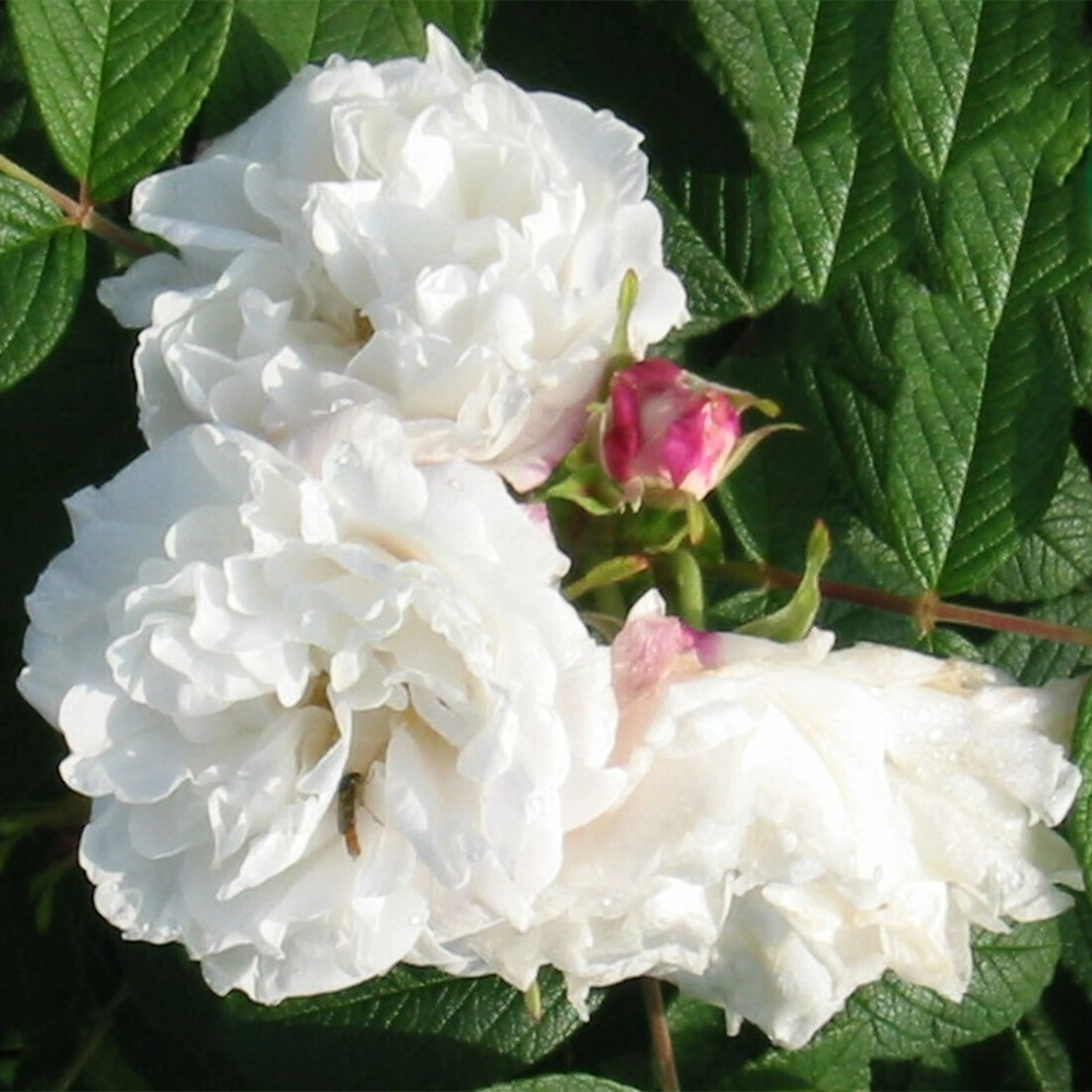 Rosa "Louise Bugnet", 1-pack 1-pack