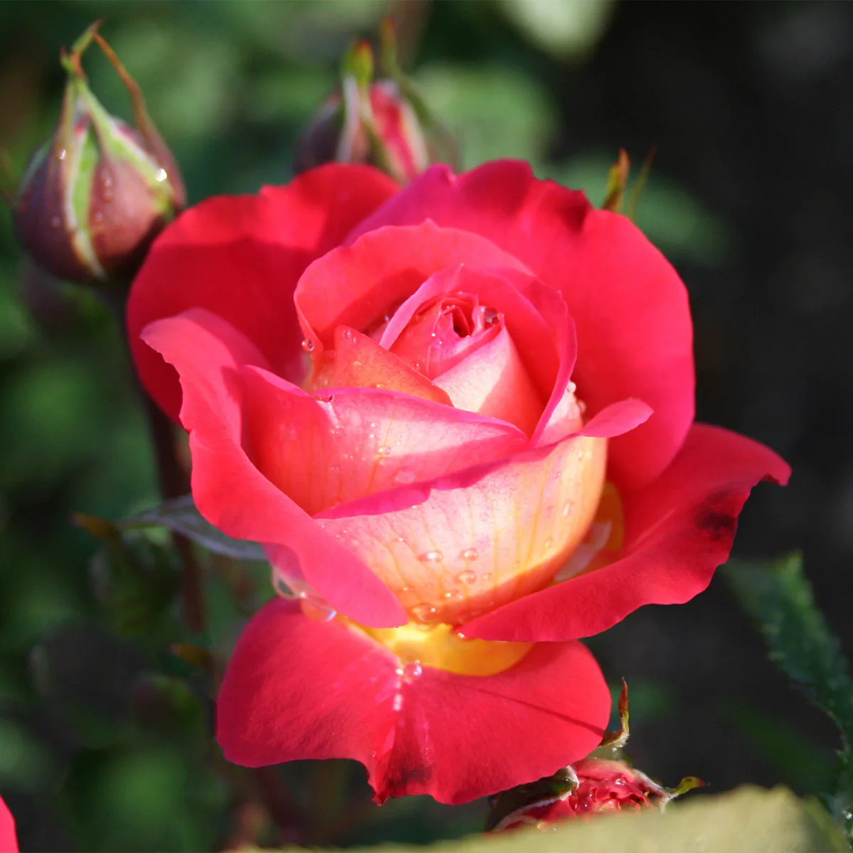 Flerblommig Rabattros Omnia Garden Midsummer