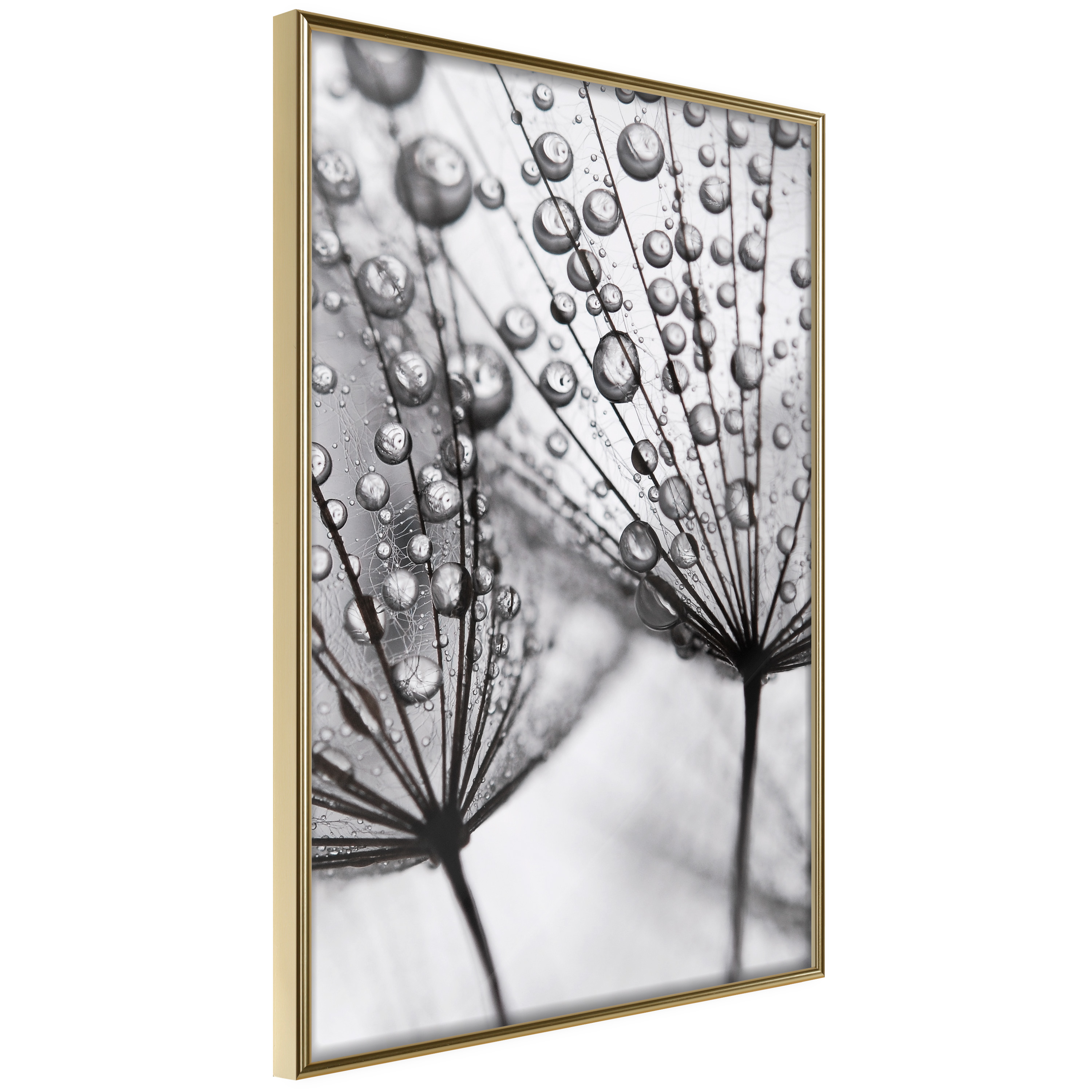 Affisch - Morning Dew [Poster] 20x30 Guld ram, 20x30 cm