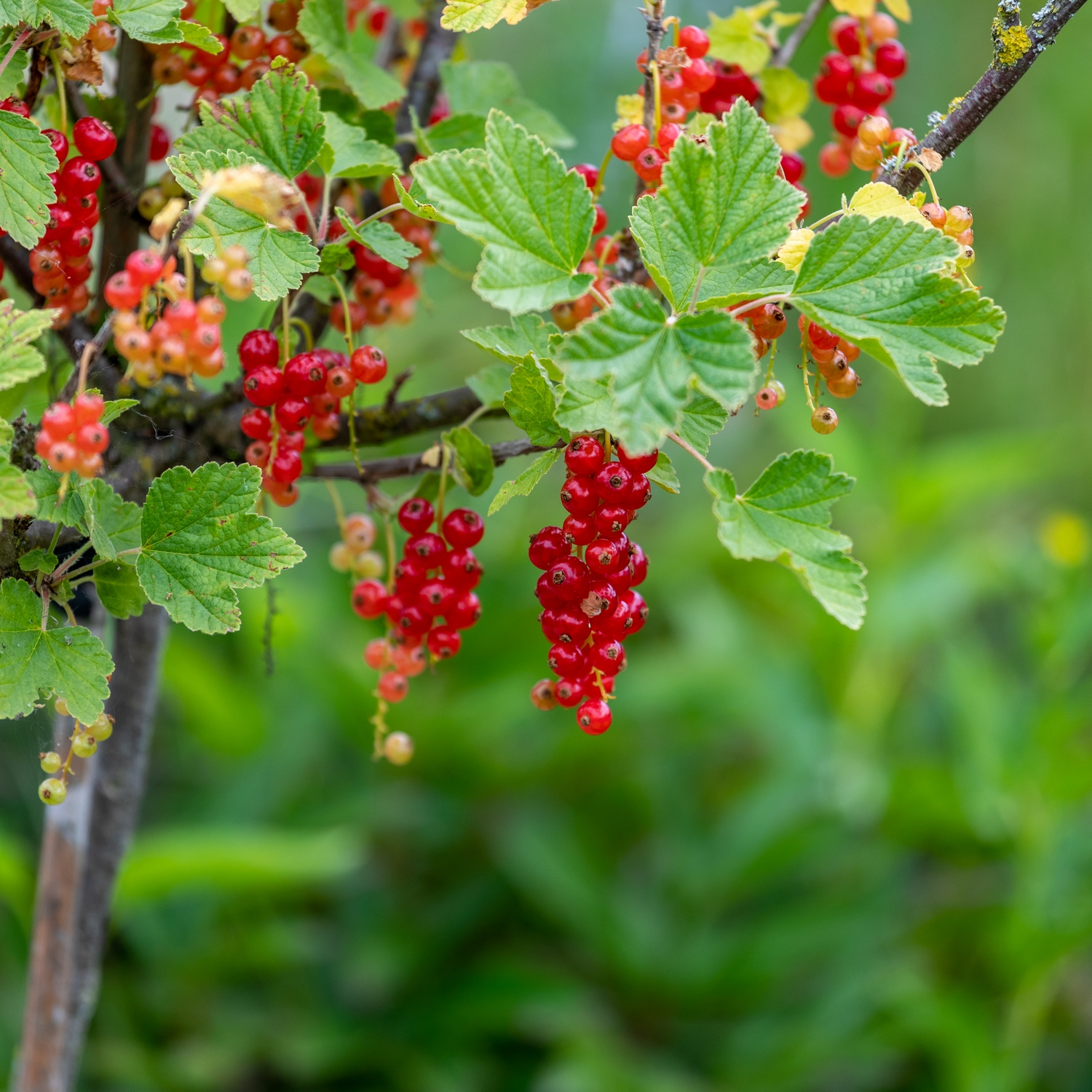 Buske Röda Vinbär Omnia Garden Rolan Stam