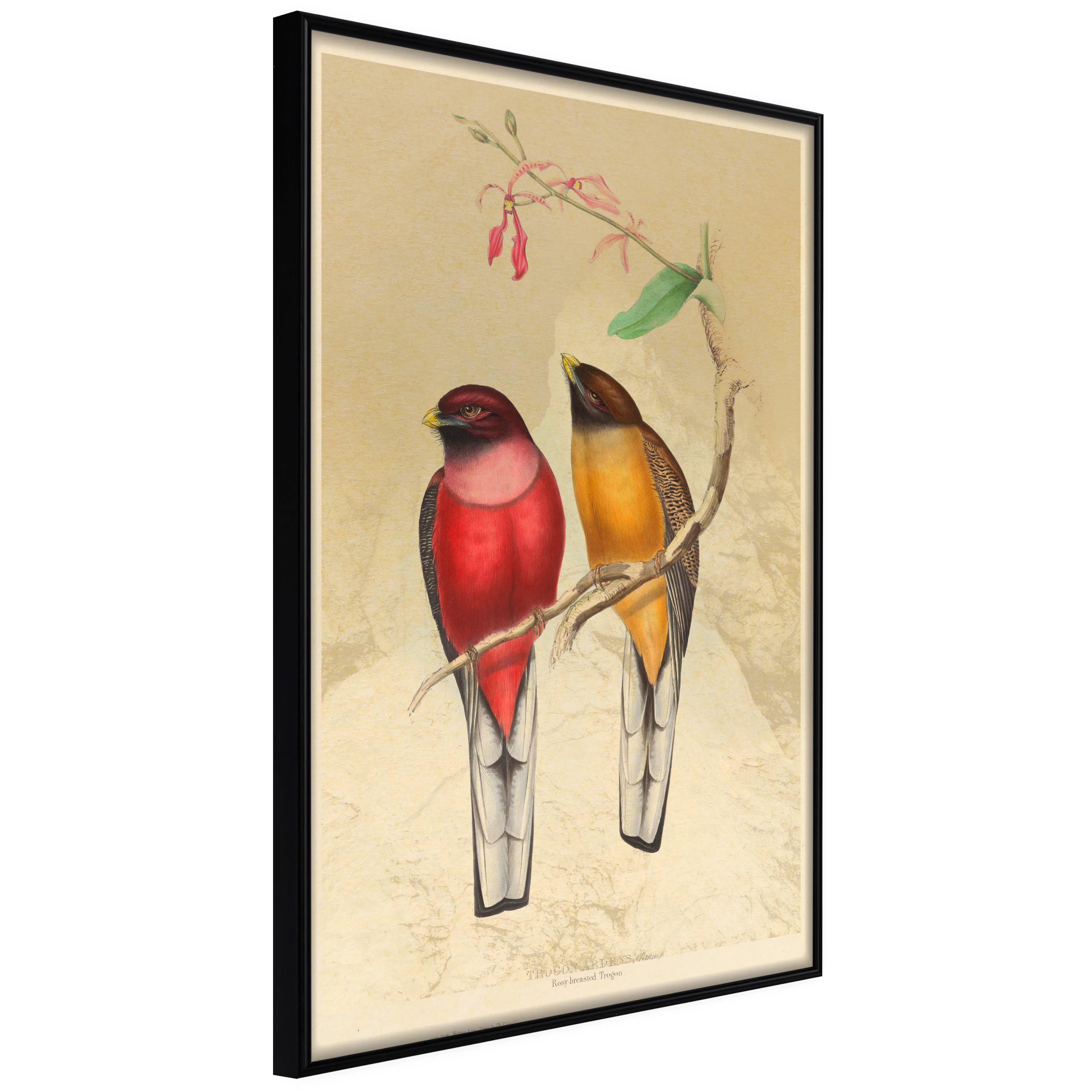Affisch - Birds Twig [Poster] 40x60 Svart ram, 40x60 cm