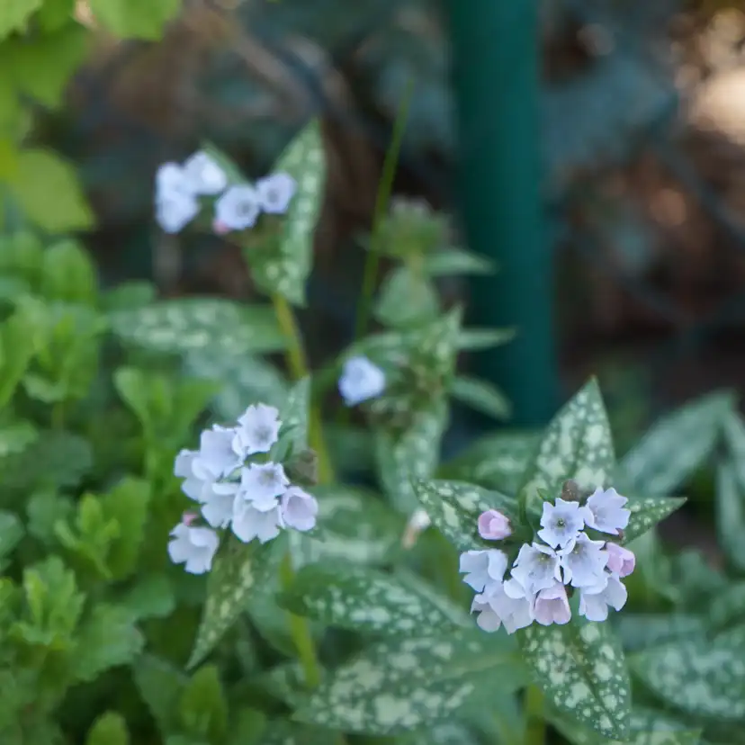 Perenn Omnia Garden Brokbladig Lungört Opal Ocupol