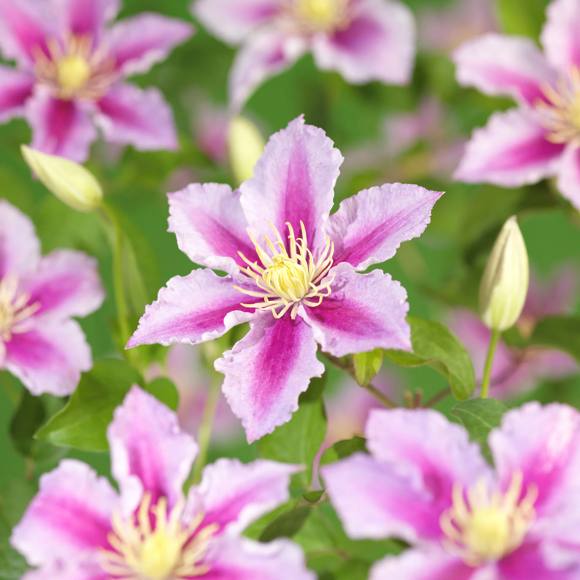 Klätterväxt Rosaröd Patens Klematis Omnia Garden 40-60 cm