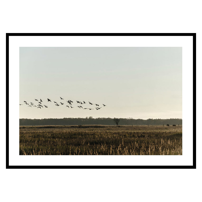 Poster Gallerix Birds Flyby