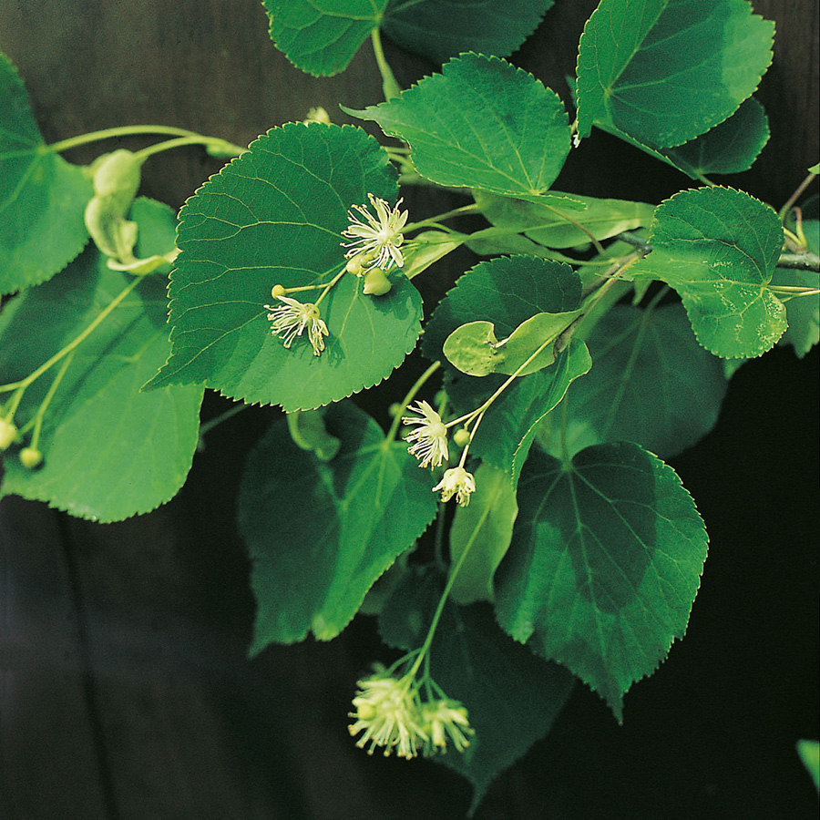 Prydnadsträd Skogslind Omnia Garden Tilia Cordata 150-200 cm