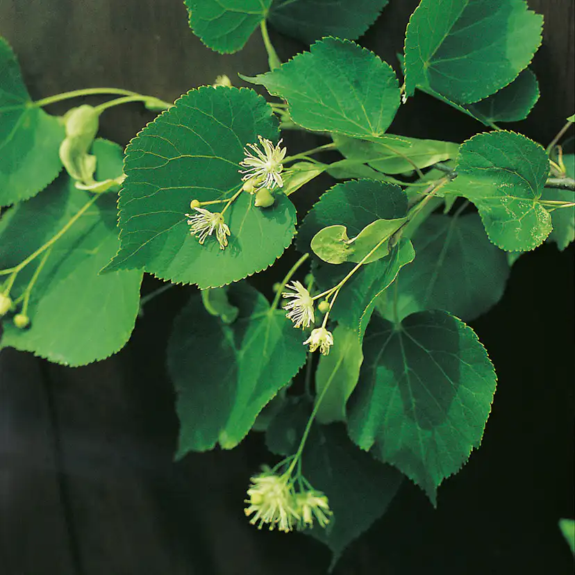 Prydnadsträd Skogslind Omnia Garden Tilia Cordata 150-200 cm