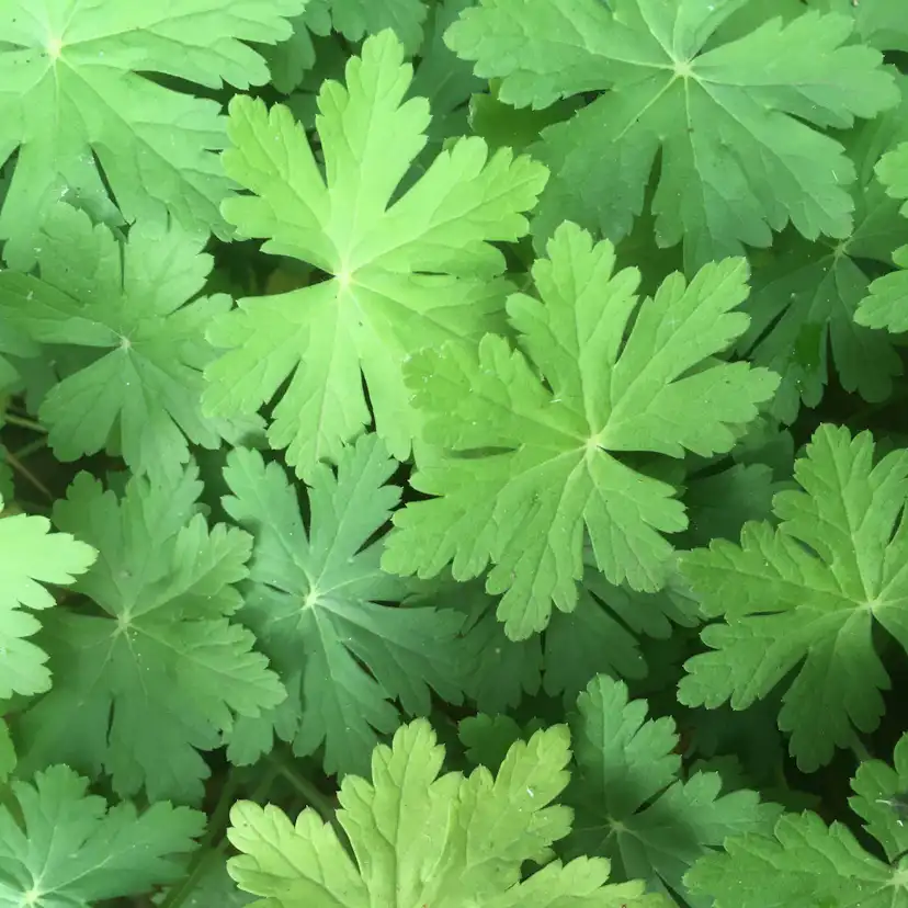 Perenn Omnia Garden Flocknäva Geranium Macrorrhizum Spessart