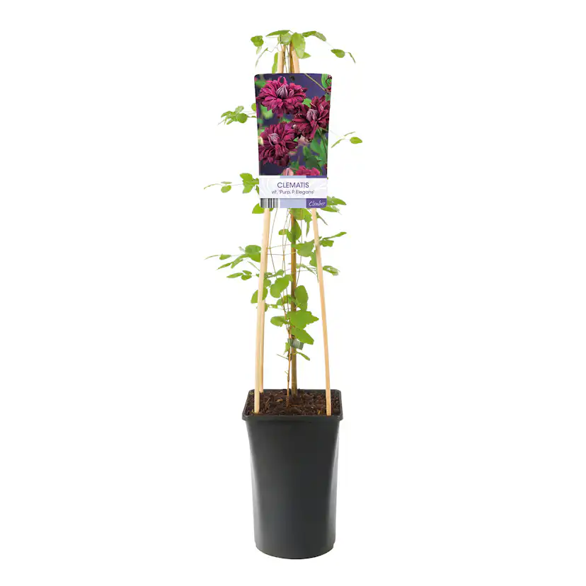 Klätterväxt Italiensk Klematis Omnia Garden Purpurea Plena Elegans 40-60 cm