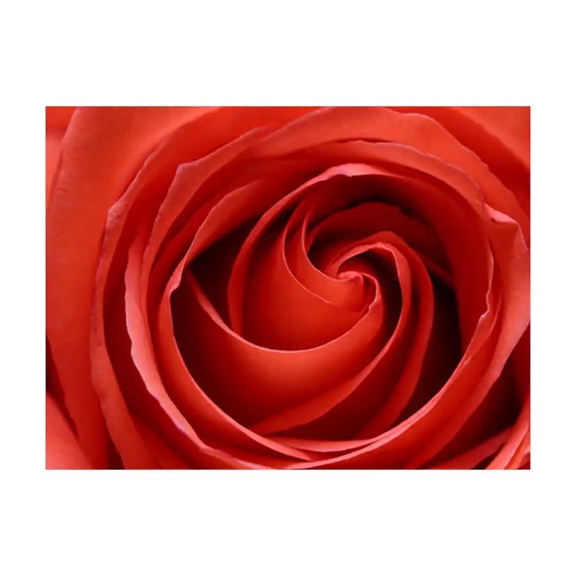 Fototapet Arkiio Uppvaknande Rose