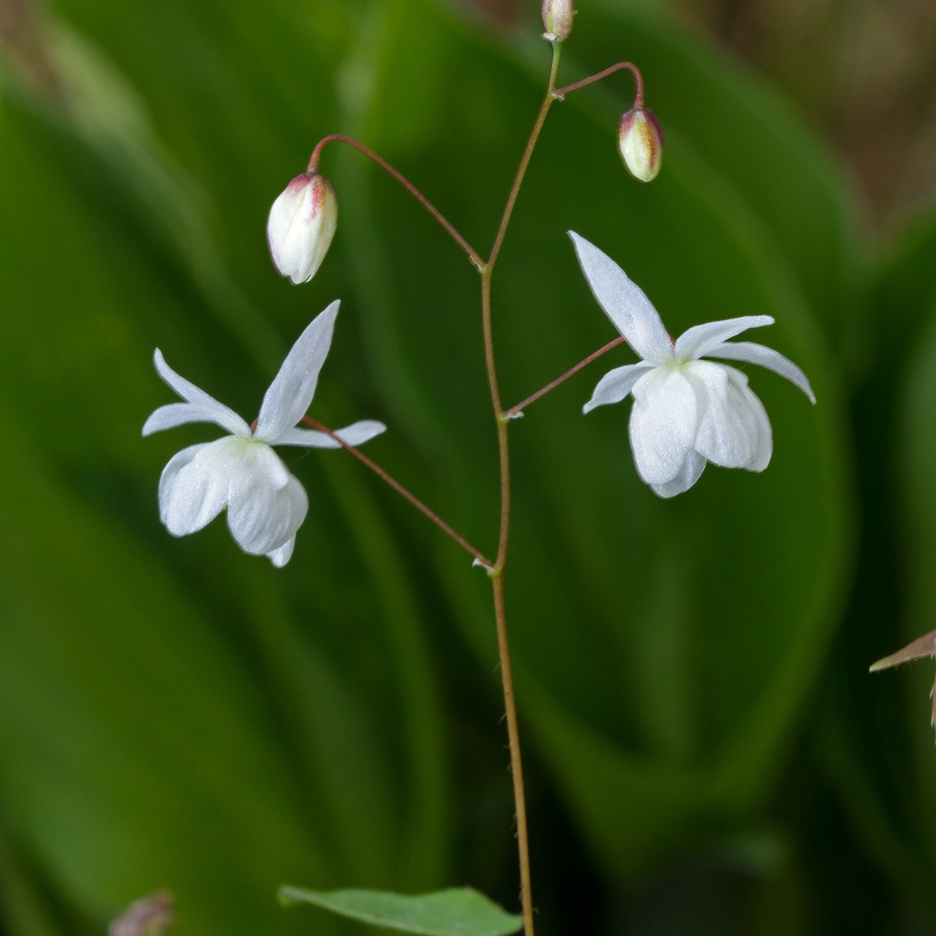 Perenn Omnia Garden Japansk Sockblomma Epimedium Grandiflorum